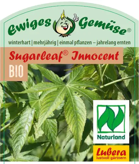 Süßblatt Rubus chingii 12 cm Topf