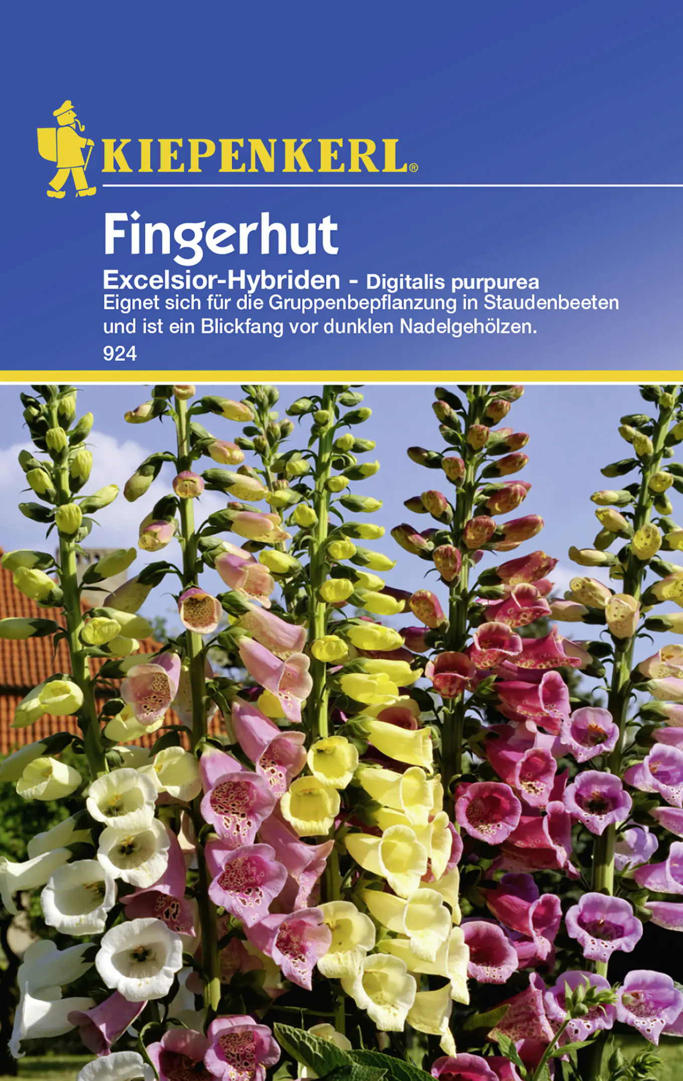 Kiepenkerl Fingerhut Excelsior Digitalis purpurea, Inhalt: ca. 50 Pflanzen