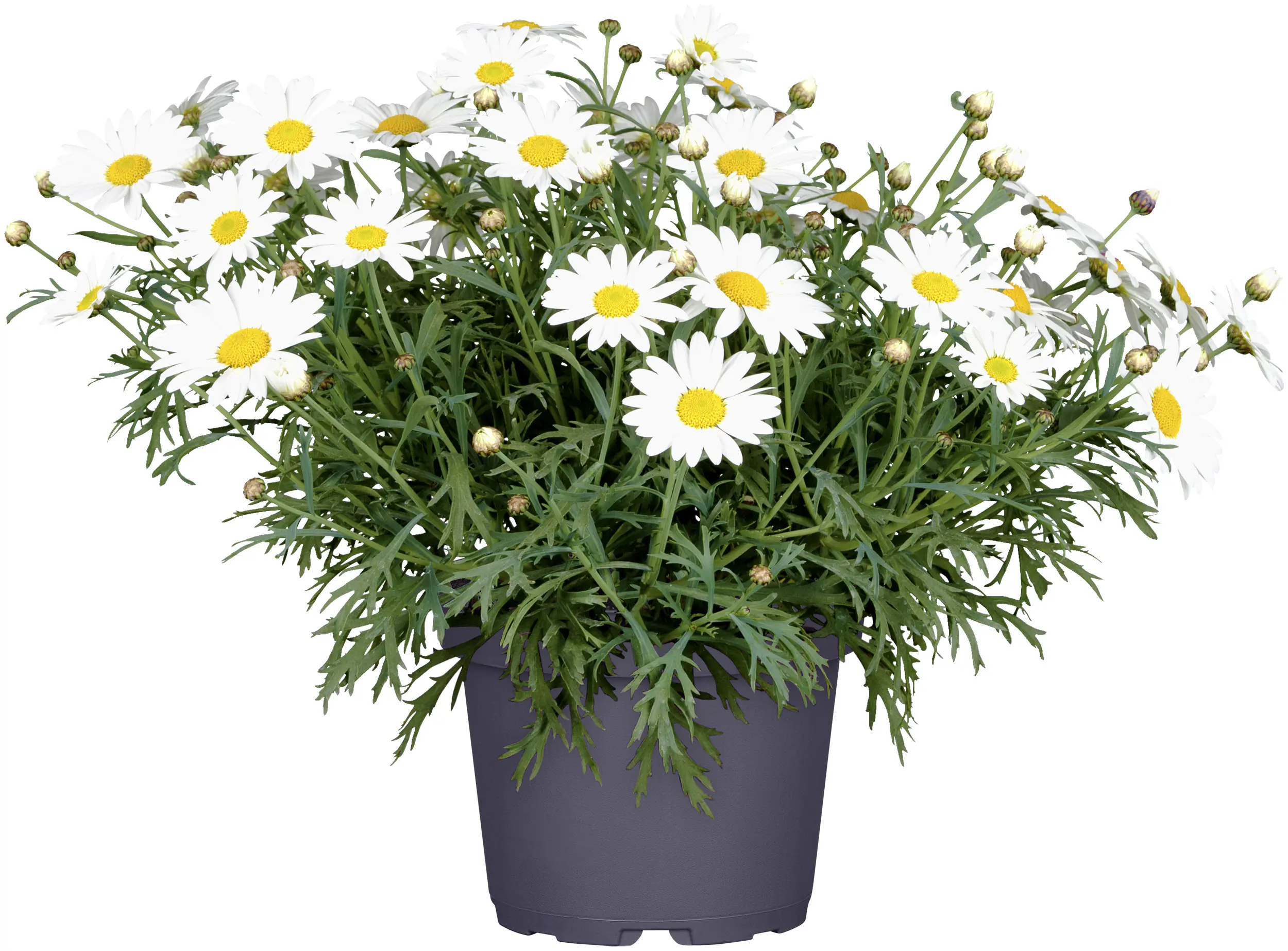 Margeritenbusch Argyranthemum weiß  19 cm Topf