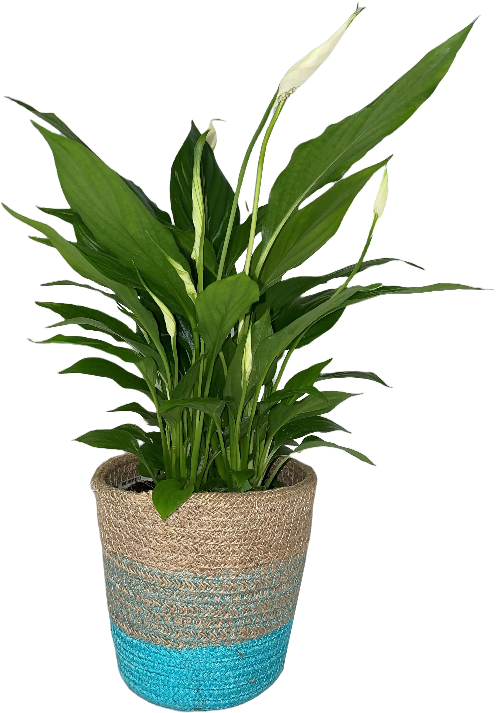 Friedenslilie Spathiphyllum Sweet Lauretta im Korb H 40 cm 12 cm Korb