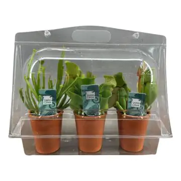 Fleischfressende Pflanzen Mix H 20 cm 7 cm Topf Fleischfressende Pflanzen Mix H 20 cm 7 cm Topf