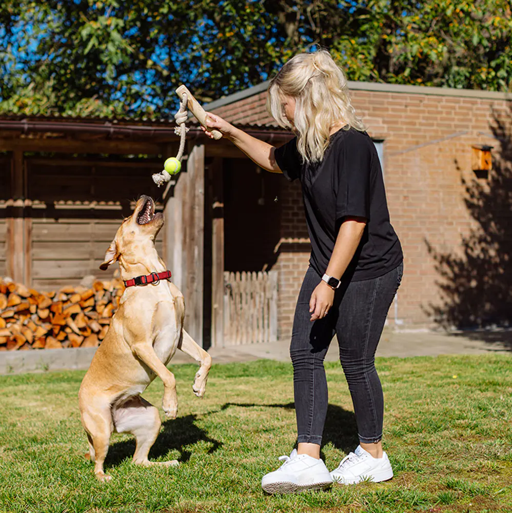 Nobby Hundespielzeug Kaffeeholz mit Seil und Ball ca. 56 cm
