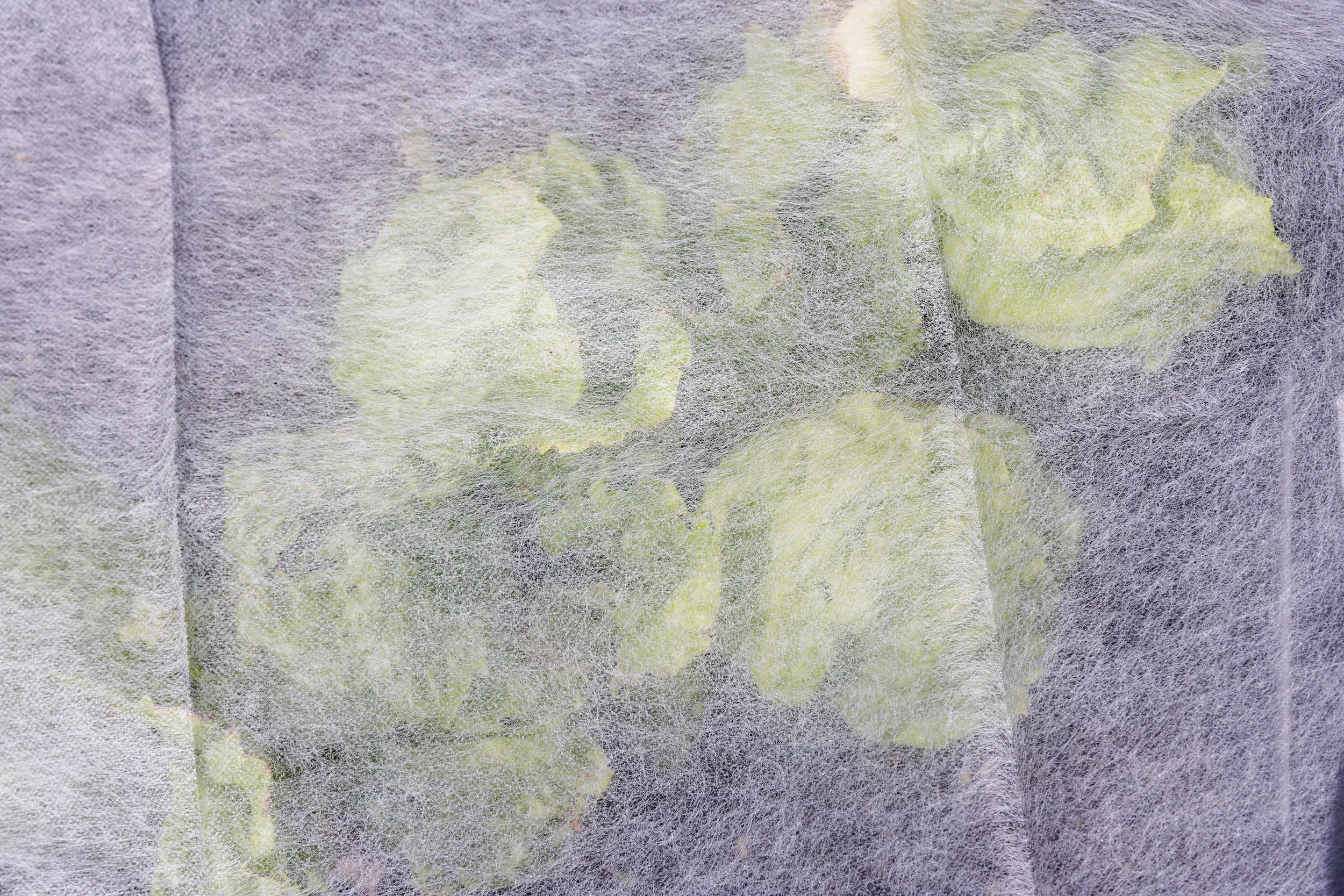 TrendLine Frühbeetvlies 1,5 x 10 m