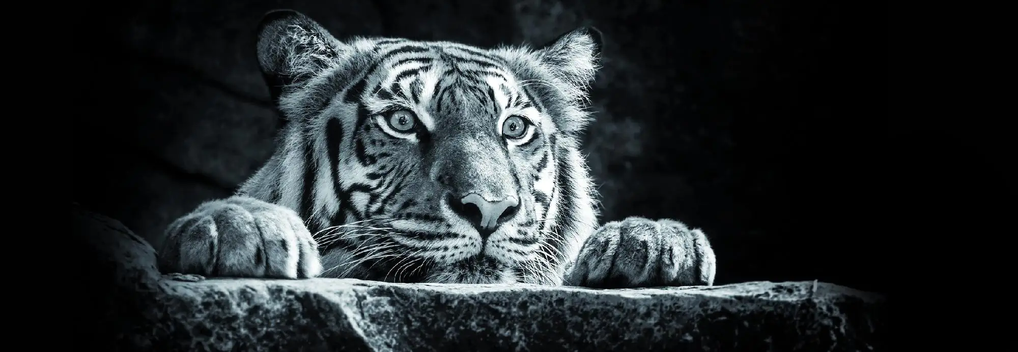 Deco-Panel Bild - Nice Tiger 155 x 53 cm Deco-Panel Bild - Nice Tiger 155 x 53 cm