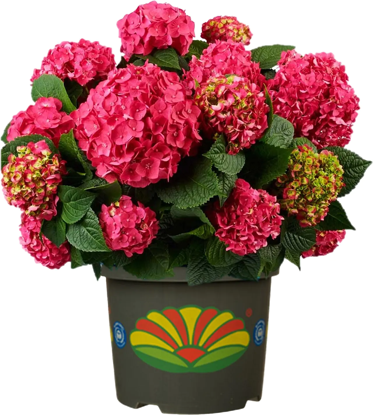 Freiland-Hortensie Hydrangea macrophylla 23 cm Topf Freiland-Hortensie Hydrangea macrophylla 23 cm Topf