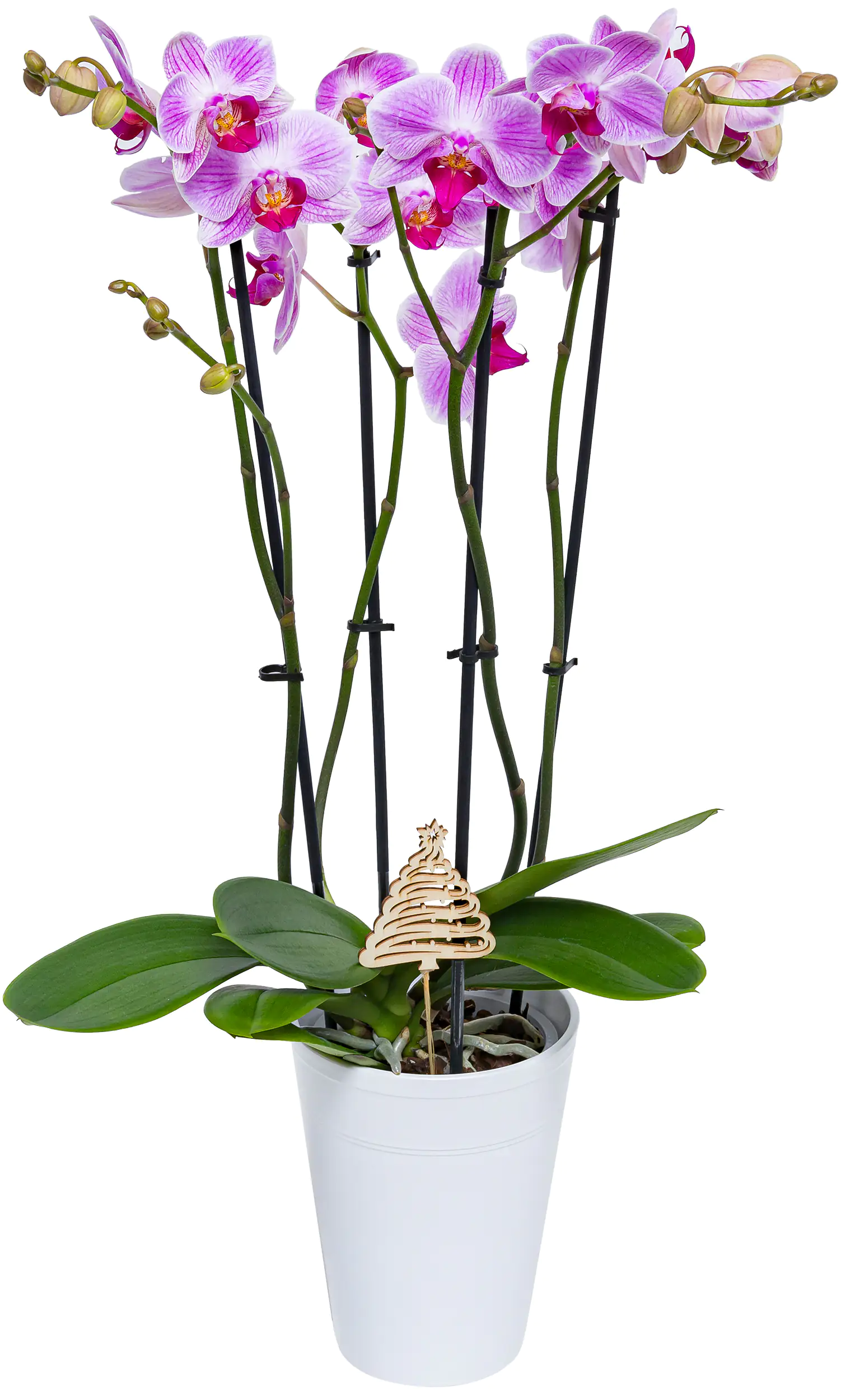 Orchidee Phalaenopsis 4-Trieber H 55 - 65 cm  12 cm Topf