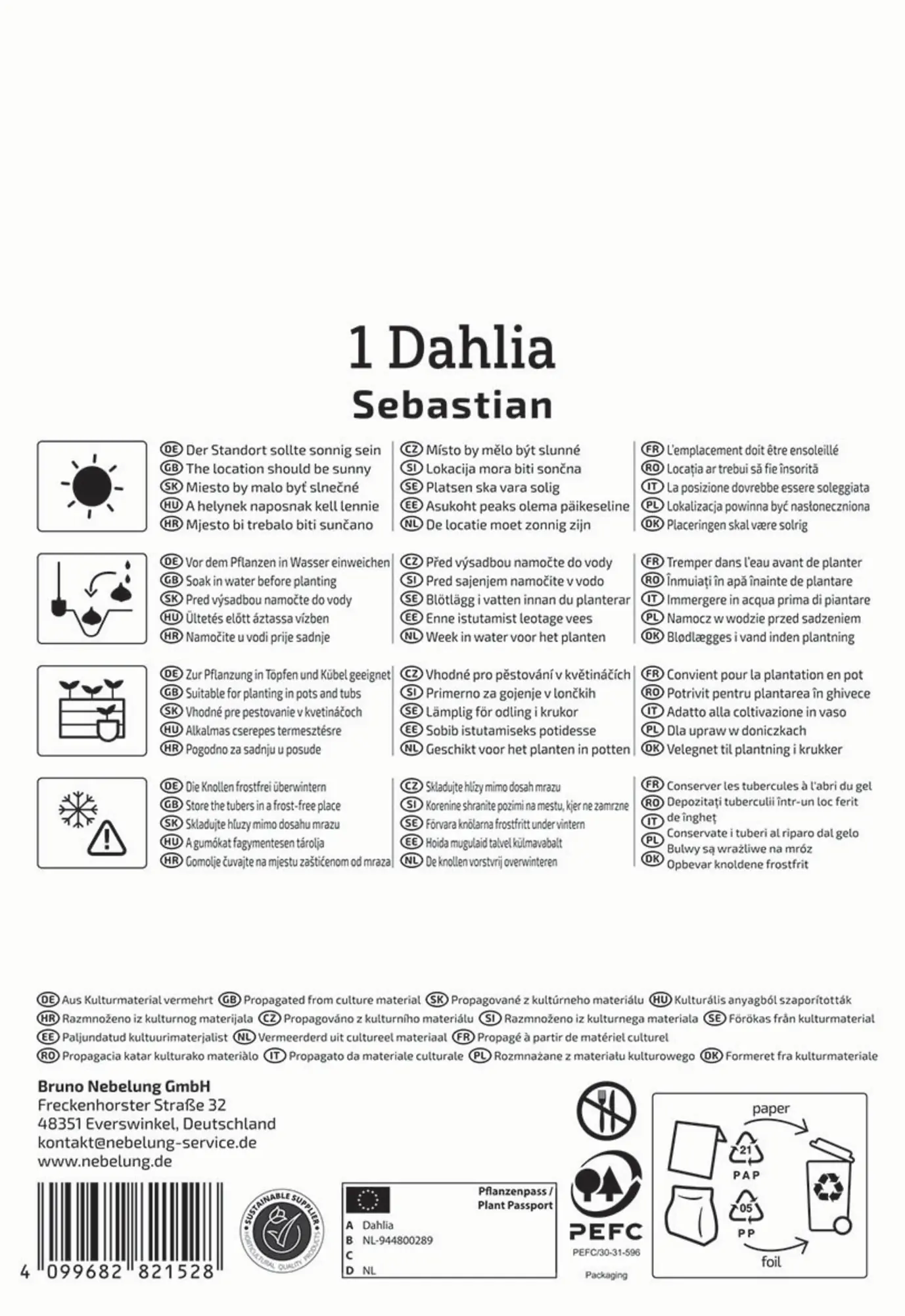 Kiepenkerl Frühjahrsblumenzwiebel Dekorative Dahlie Sebastian 1 Stück