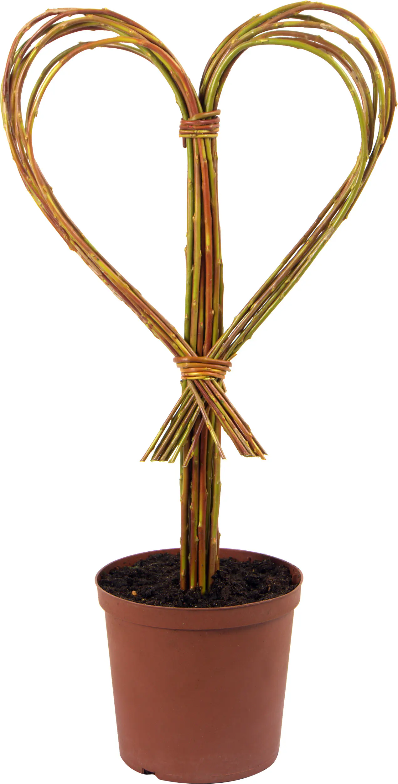 Salix Americana Flechtweide 18 cm Topf verschiedene Formen