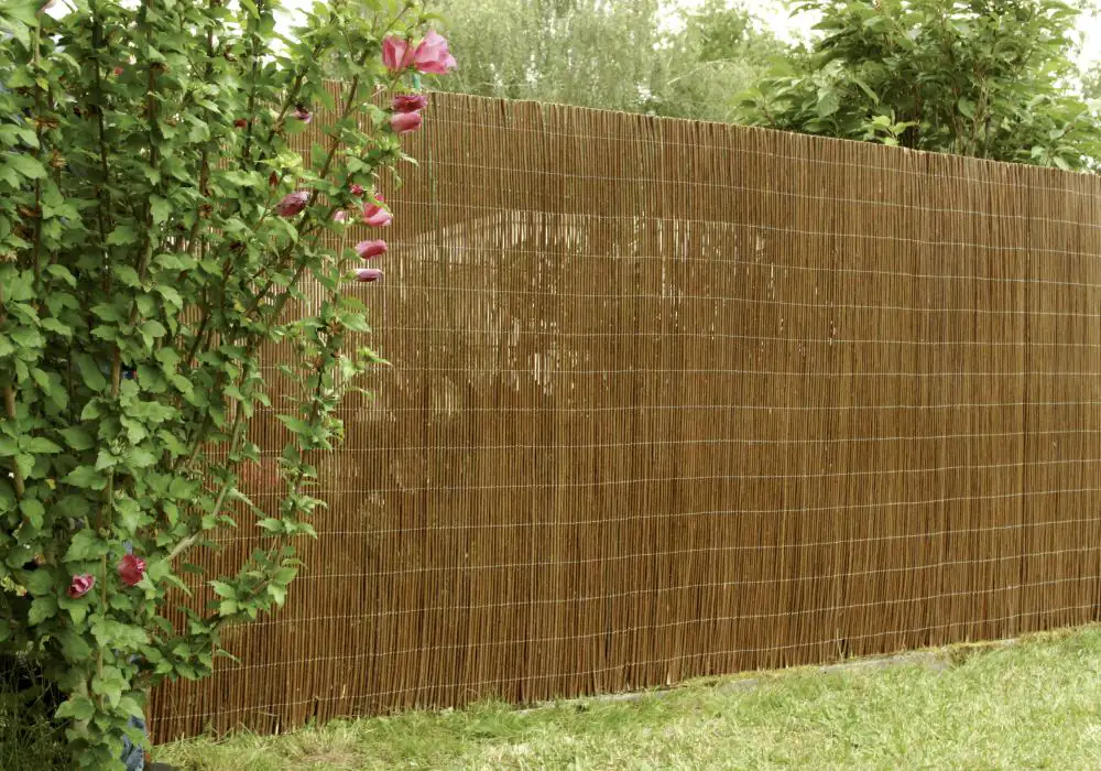 Floraworld Sichtschutz Weide 3 x 1,5 m