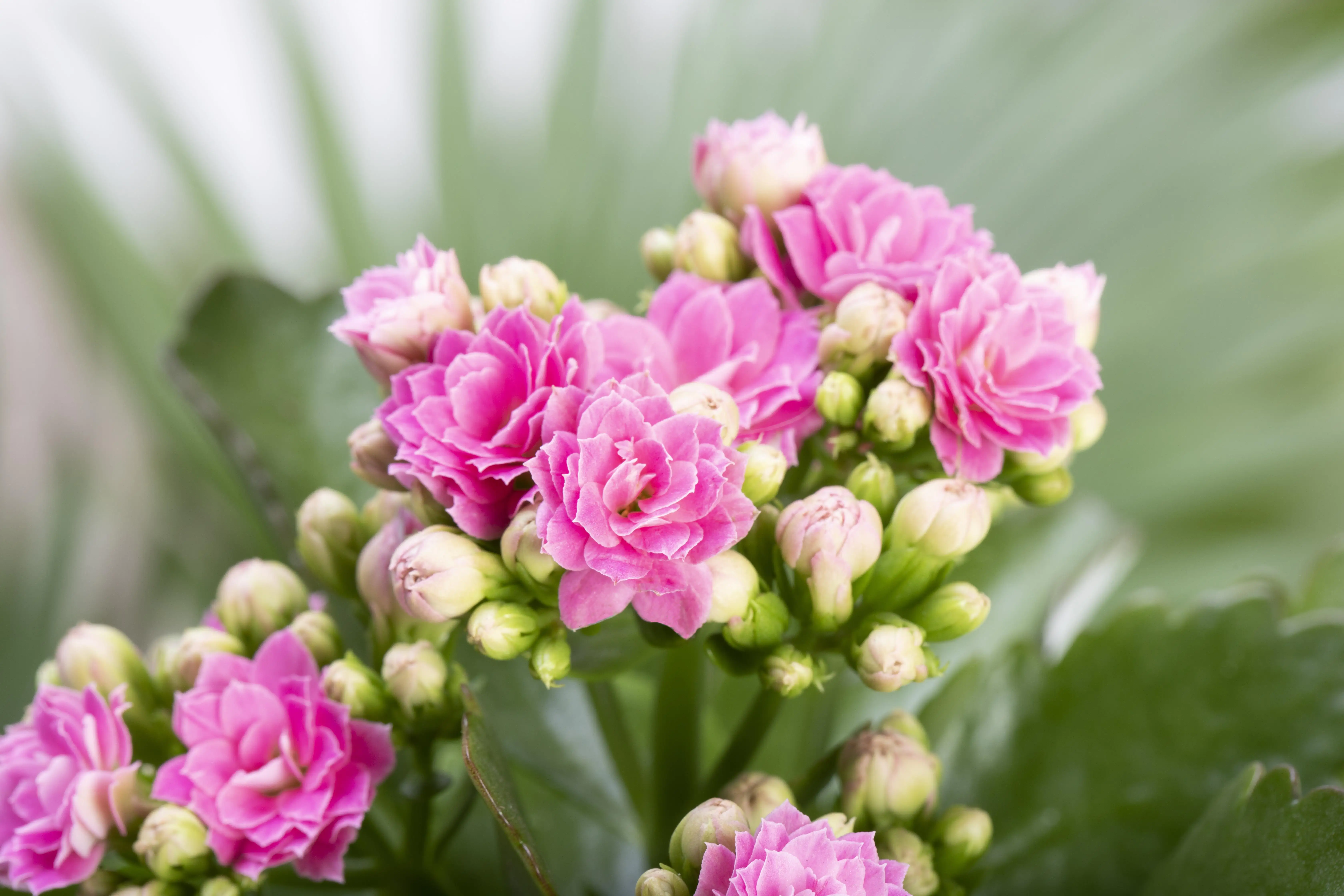 Flammendes Käthchen Kalanchoe Don Nando rosa H ca. 27 cm 15 cm Topf