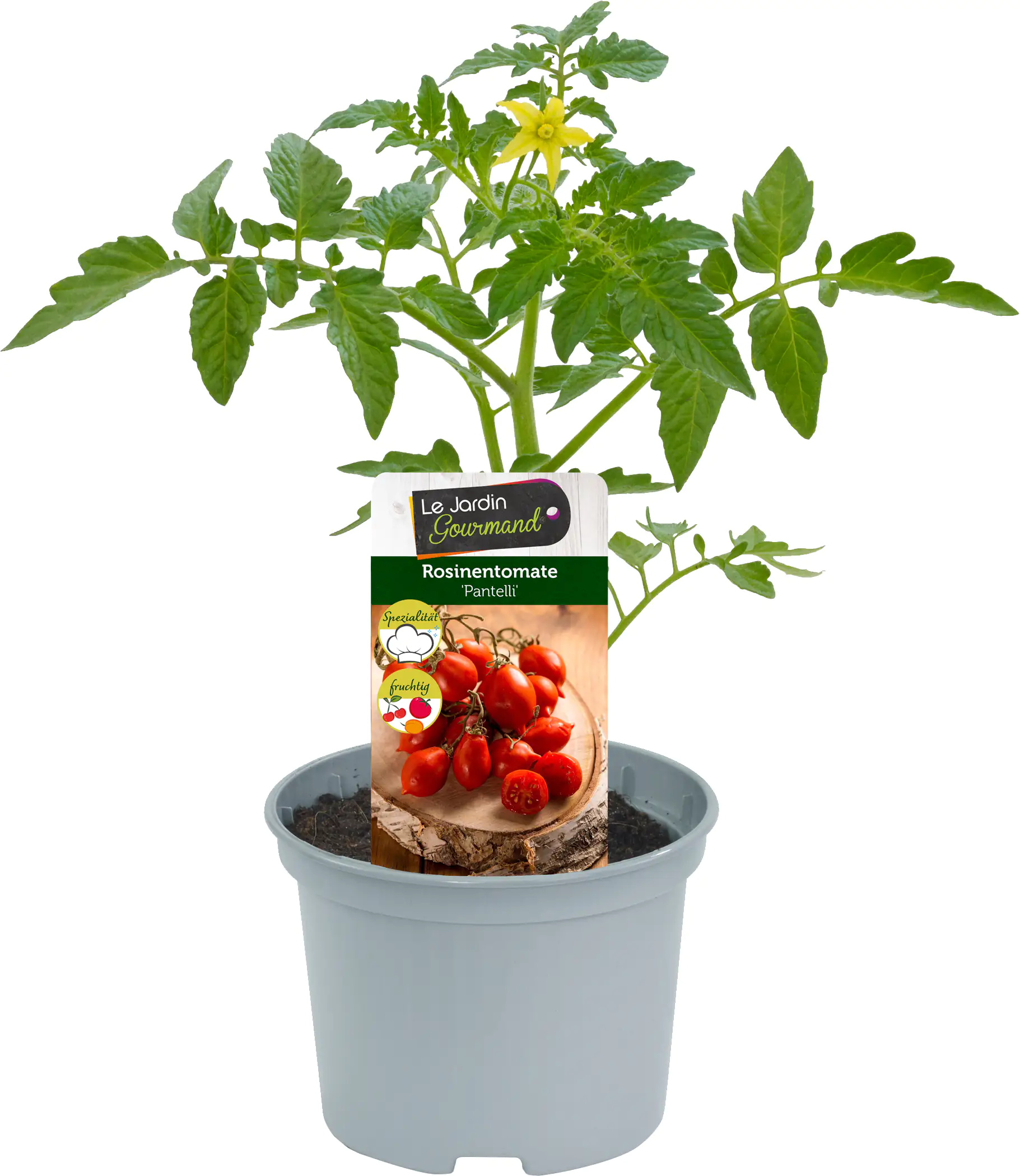 Solanum lycopersicum Rosinentomate 12 cm Topf
