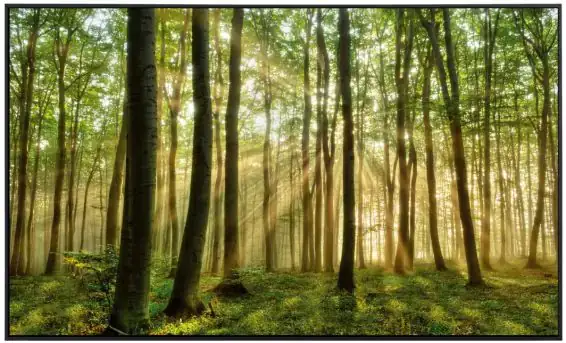 papermoon Infrarotheizkörper EcoHeat 60X100 cm 600 Watt, Wald Morgensonne