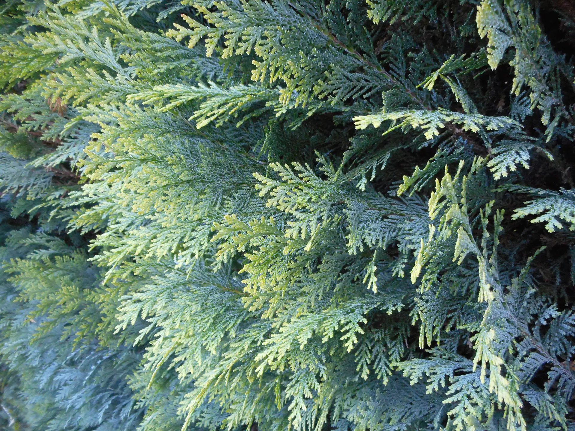 Scheinzypresse 80 cm hoch 5 l Container