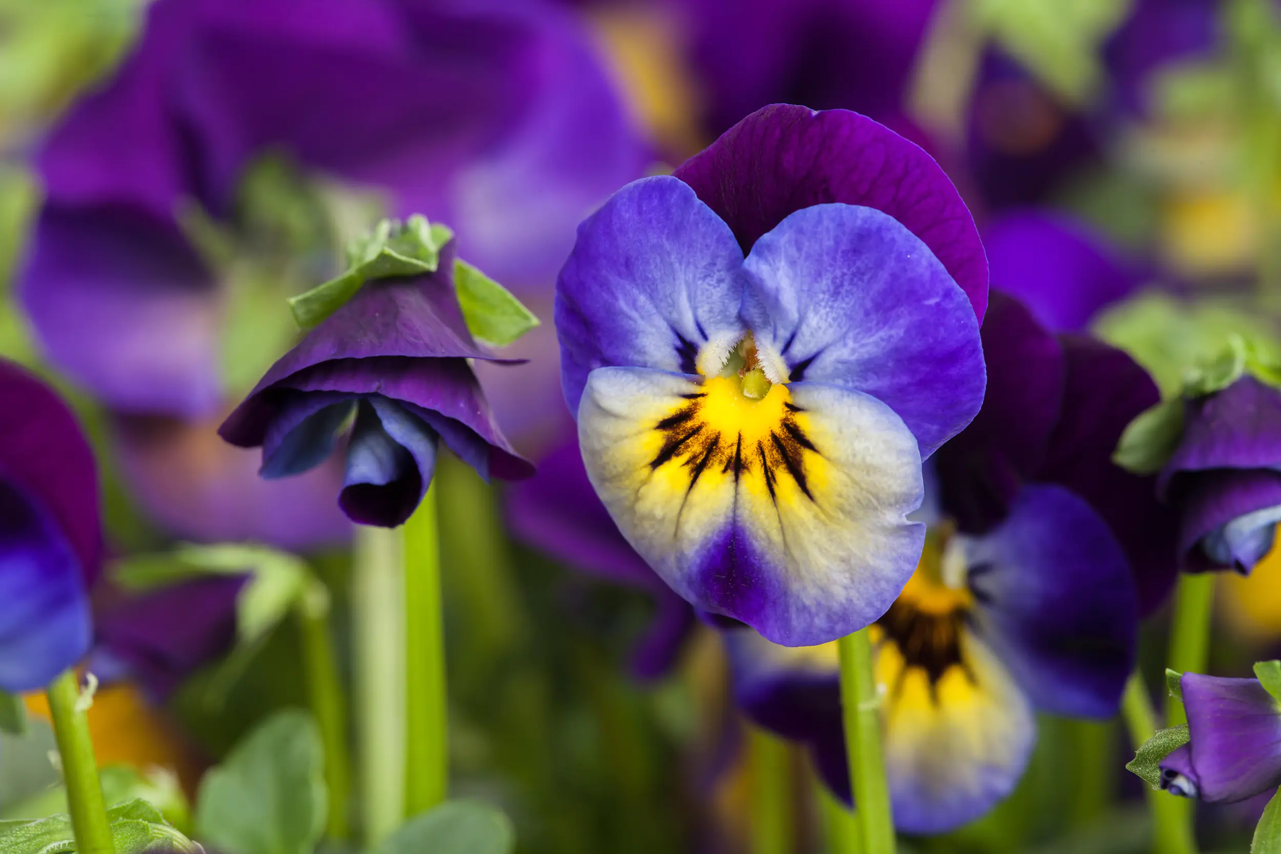 Herbst Quattro Mix im 11 x 11 Viereck-Topf