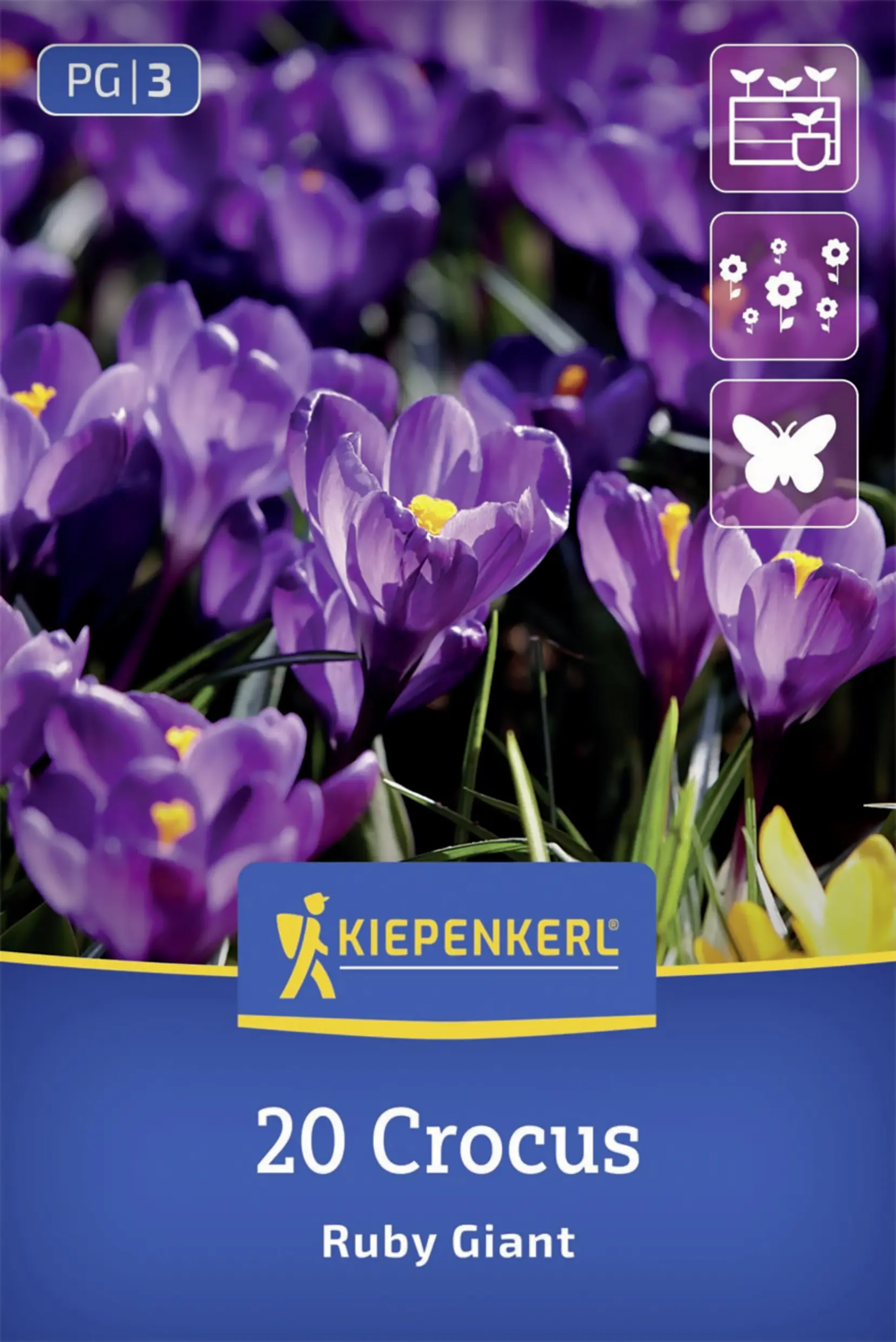 Kiepenkerl Botanischer Krokus Ruby Giant lila 20 Stück
