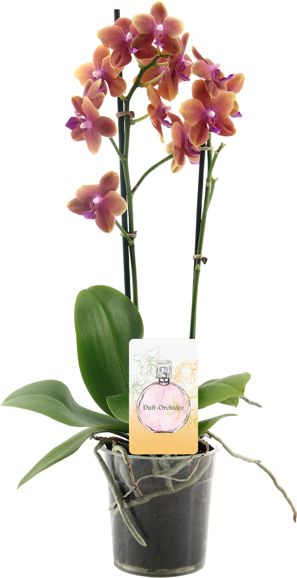 Orchideen duftend Phalaenopsis 2 & 3 Trieber 12cm Topf