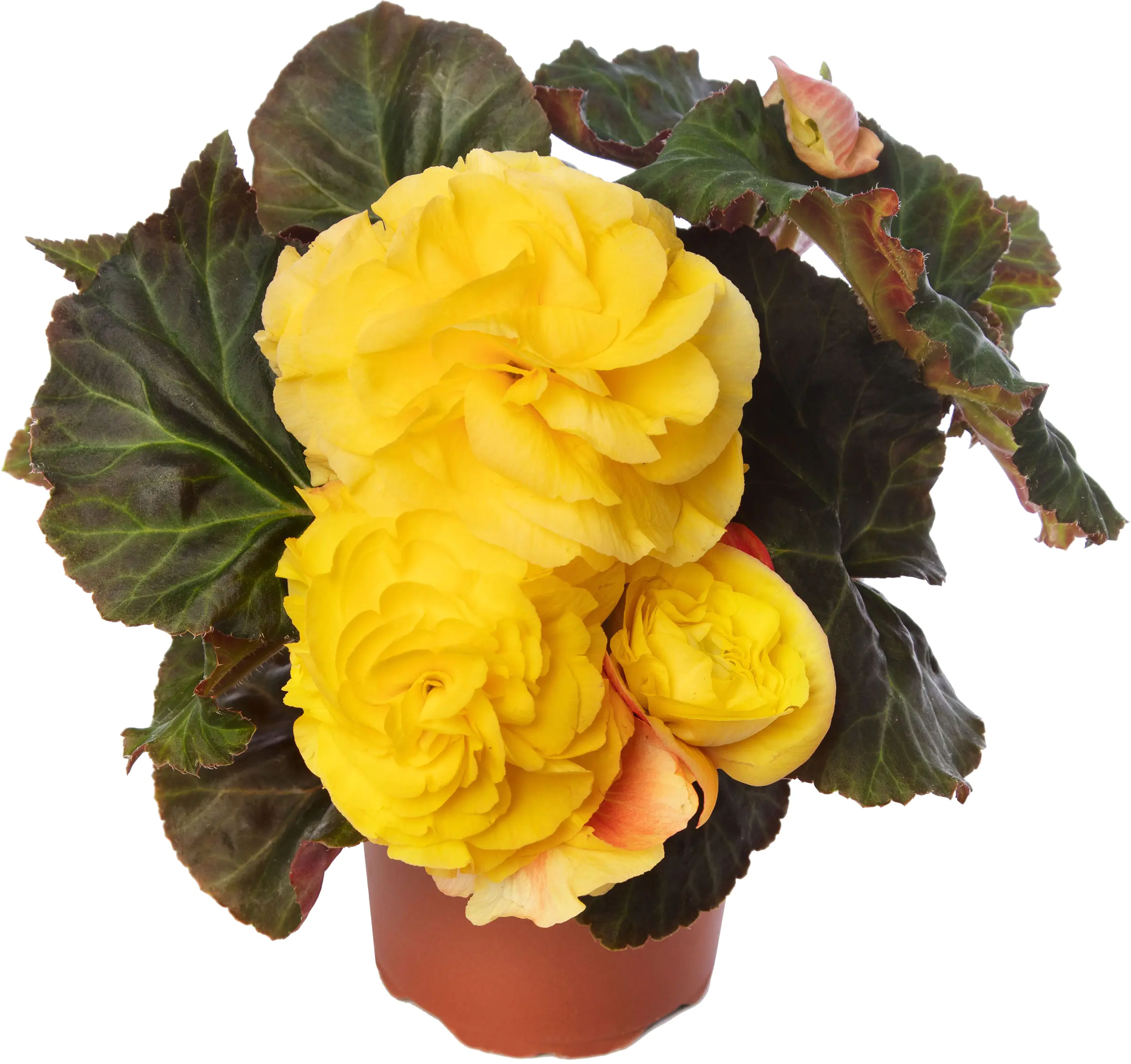 Begonie Tuberosa H 20 cm 12 cm Topf