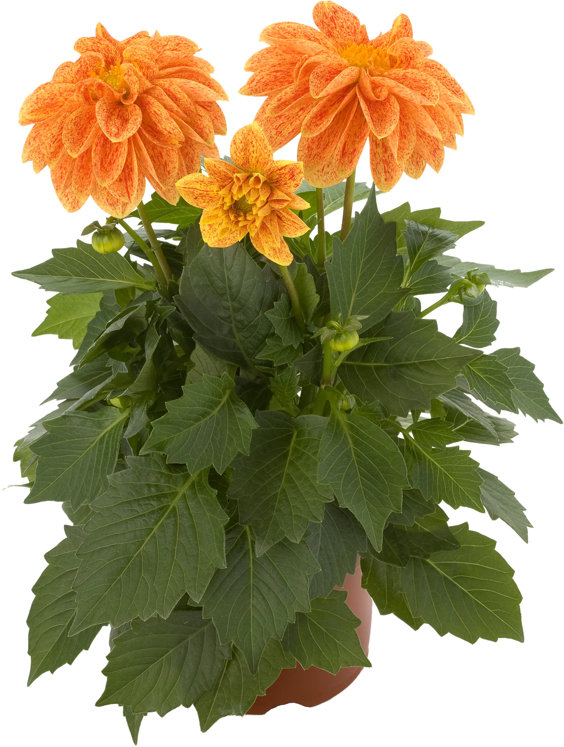 Dahlie 13 cm Topf