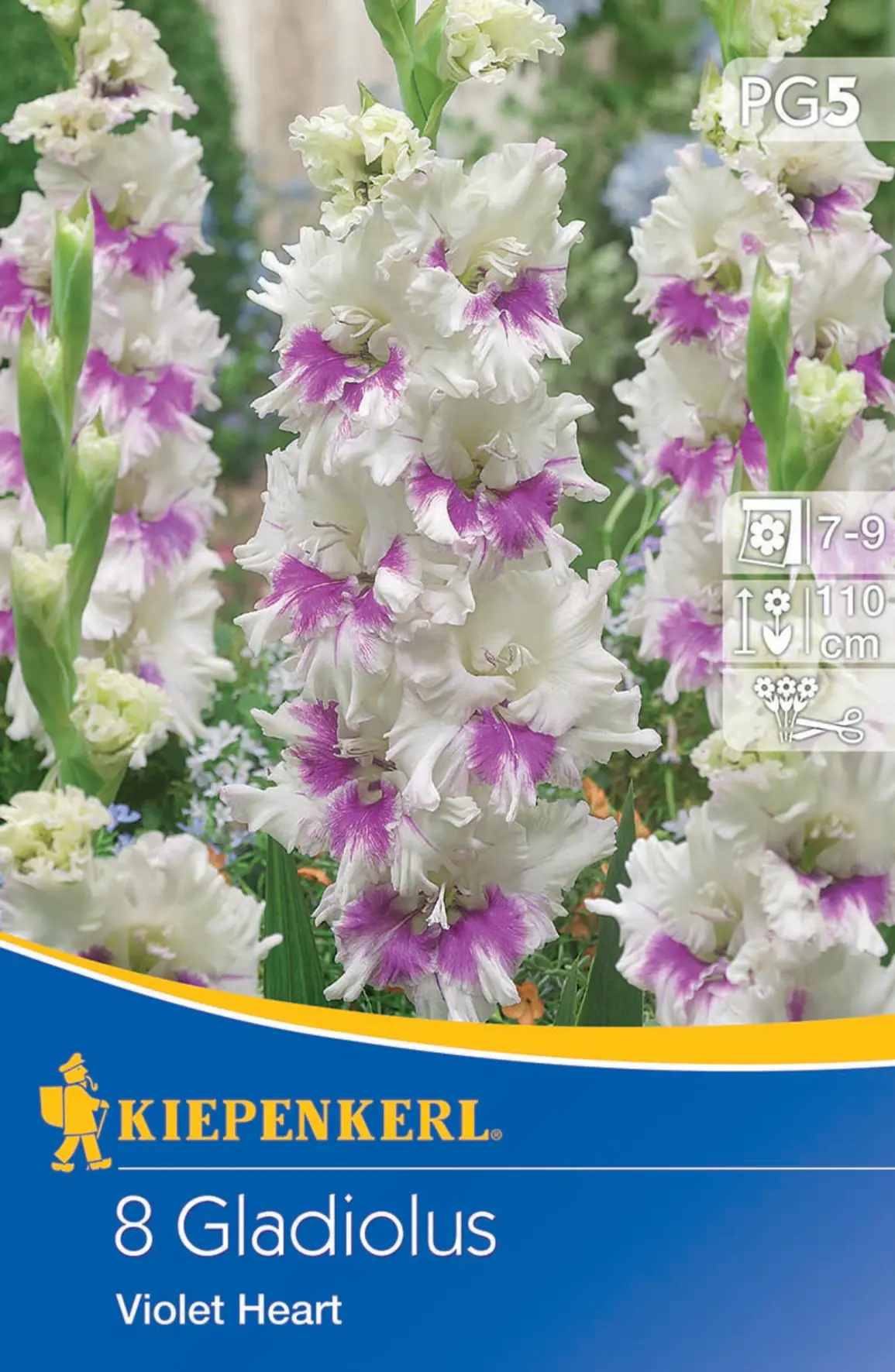 Kiepenkerl Großblumige Gladiole Violet Heart Kiepenkerl Großblumige Gladiole Violet Heart