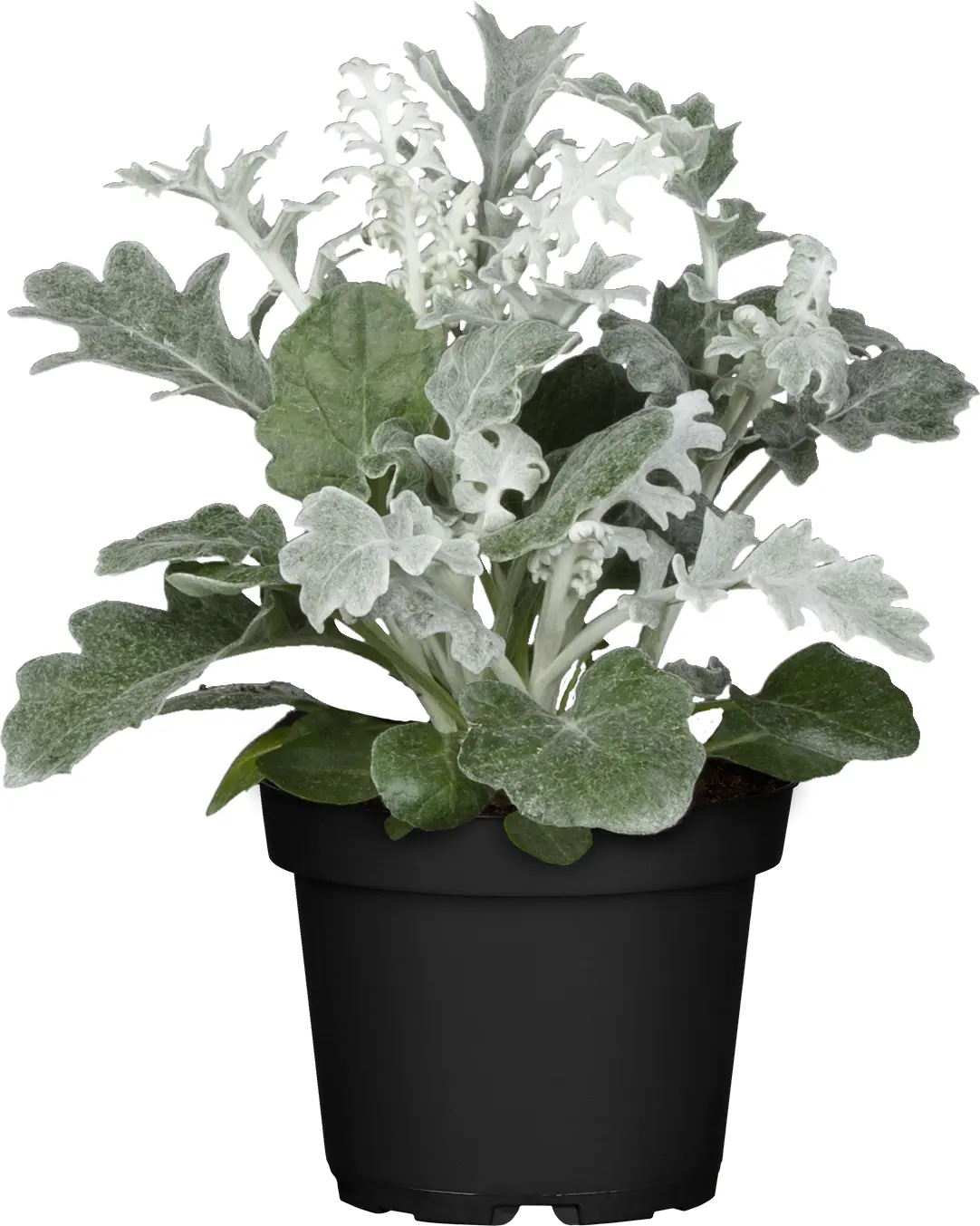 Silberblatt 9 cm Topf, ca. 15 cm hoch