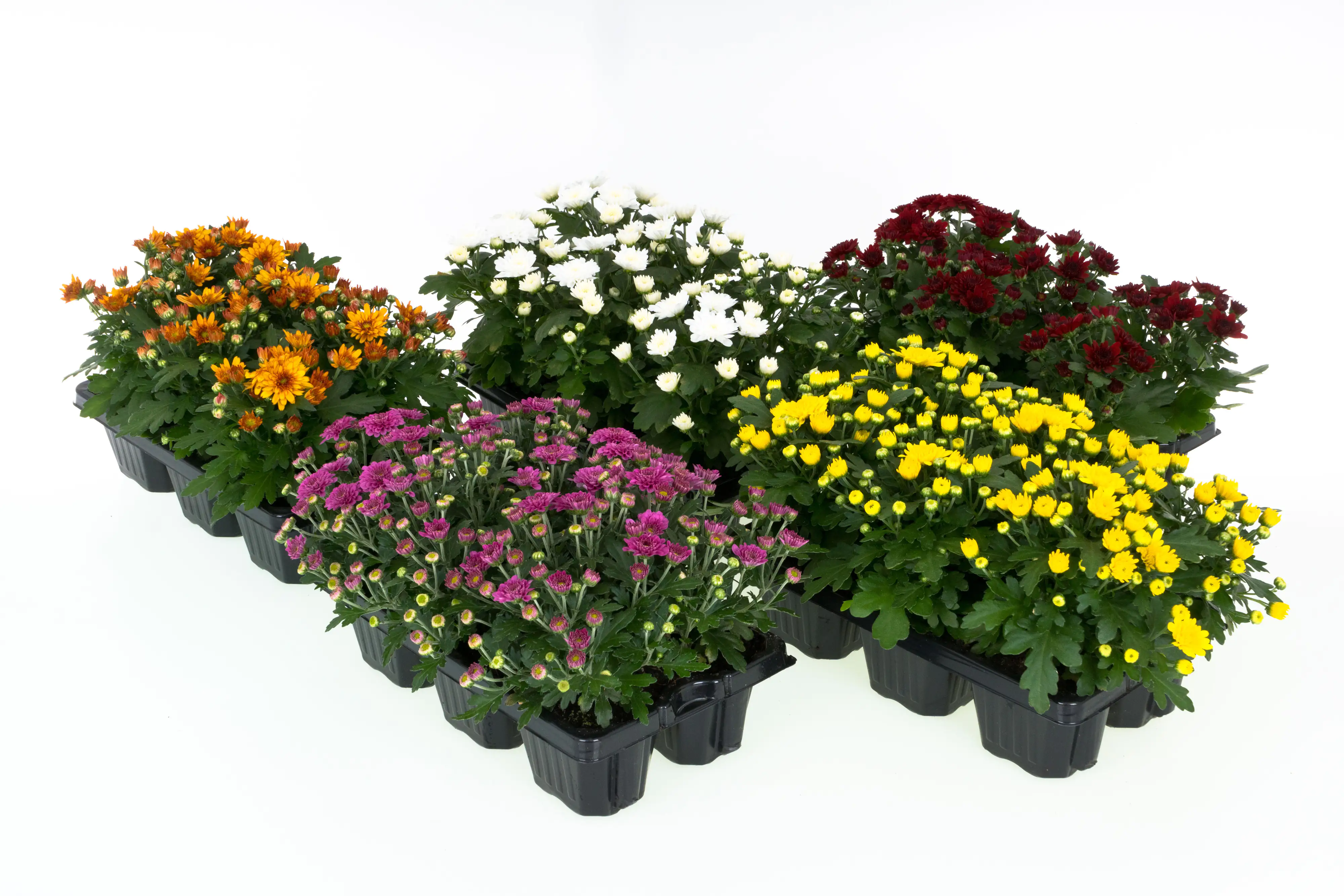 Chrysantheme Chrysanthemum Garden Mum 10-Pack 
