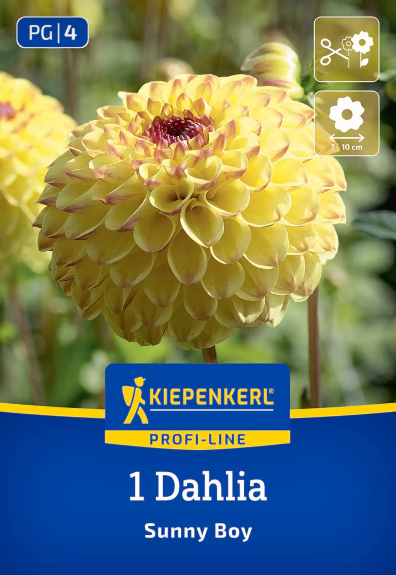 Kiepenkerl Profi-Line Frühjahrsblumenzwiebel Ball-Dahlie Sunny Boy 1 Stück