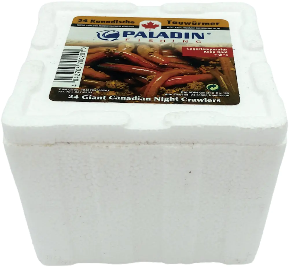 Dresdner Angelköder Tauwürmer Thermobox 24 Stück