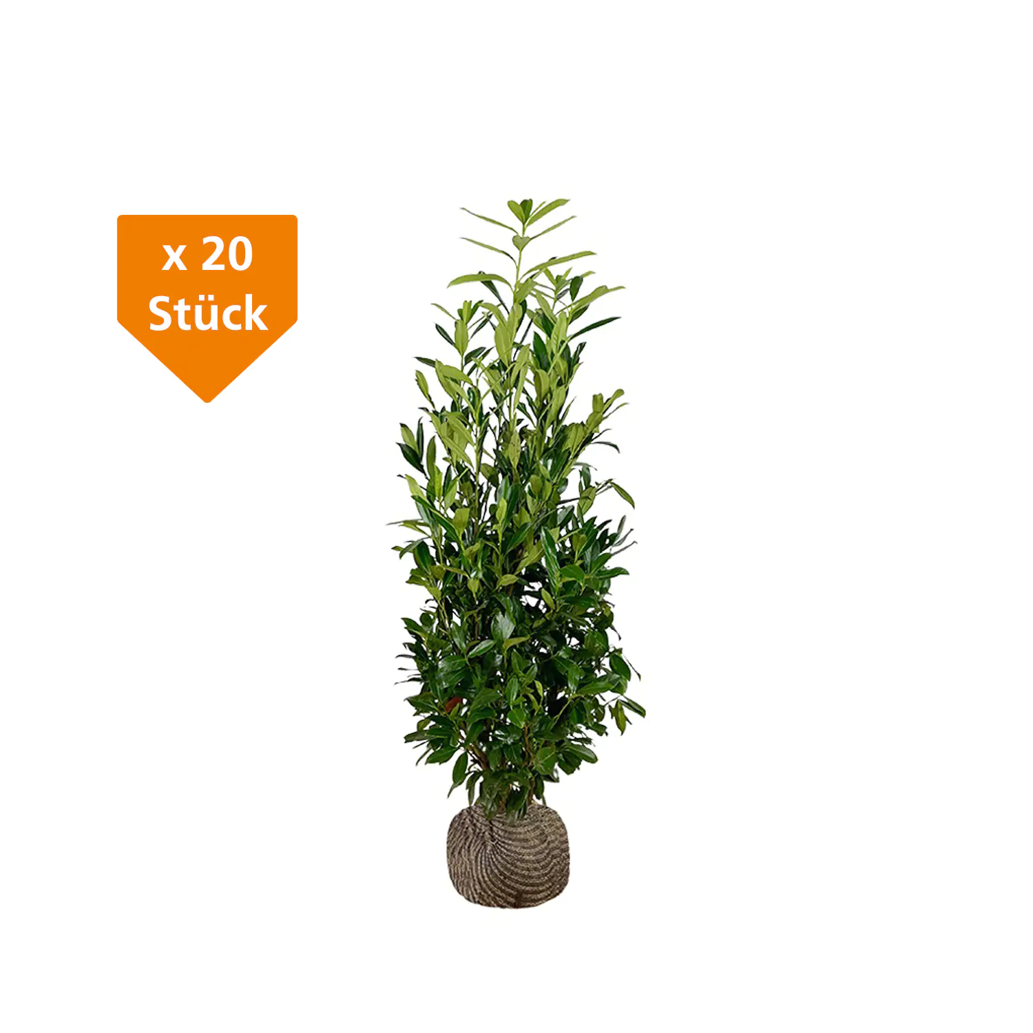 Kirschlorbeer Caucasica Prunus laur. Caucasica H 100 - 125 cm, 20 Stück