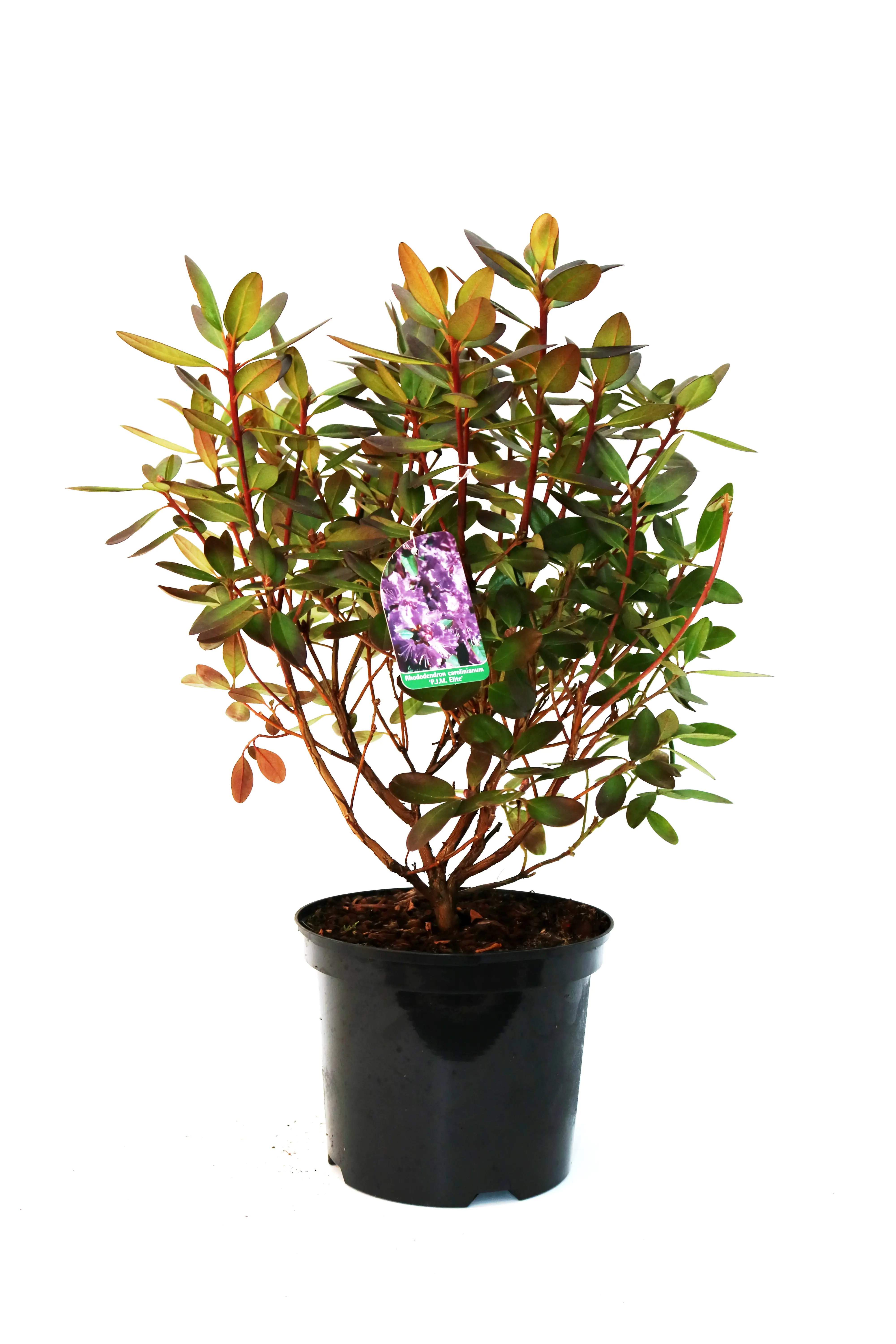Rhododendron 'P.J.M.Elite' 4 l Container