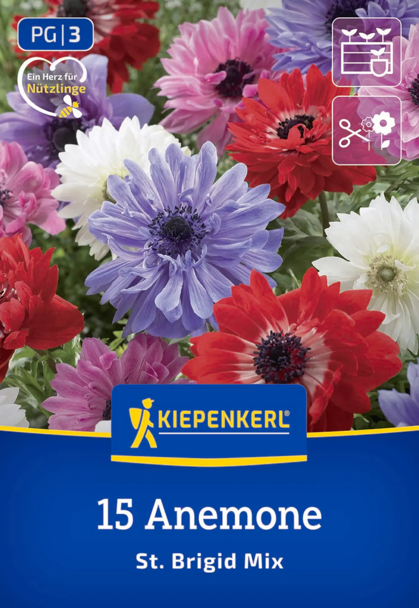 Kiepenkerl Frühjahrsblumenzwiebel Kronen-Anemonen St.Brigid Mischung 15 Stück
