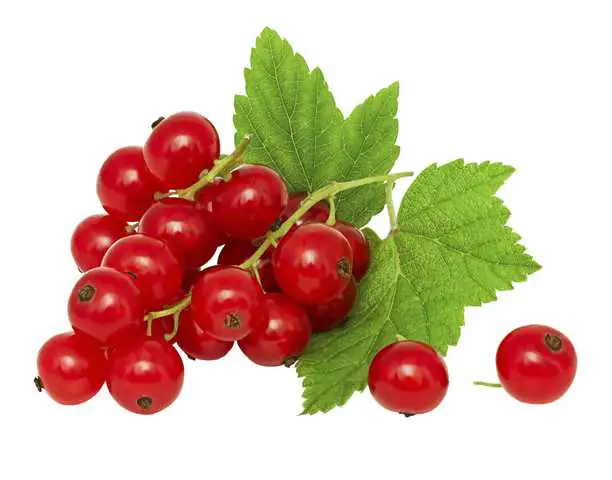 Bio Beerenobst Johannisbeere 3 Liter Container