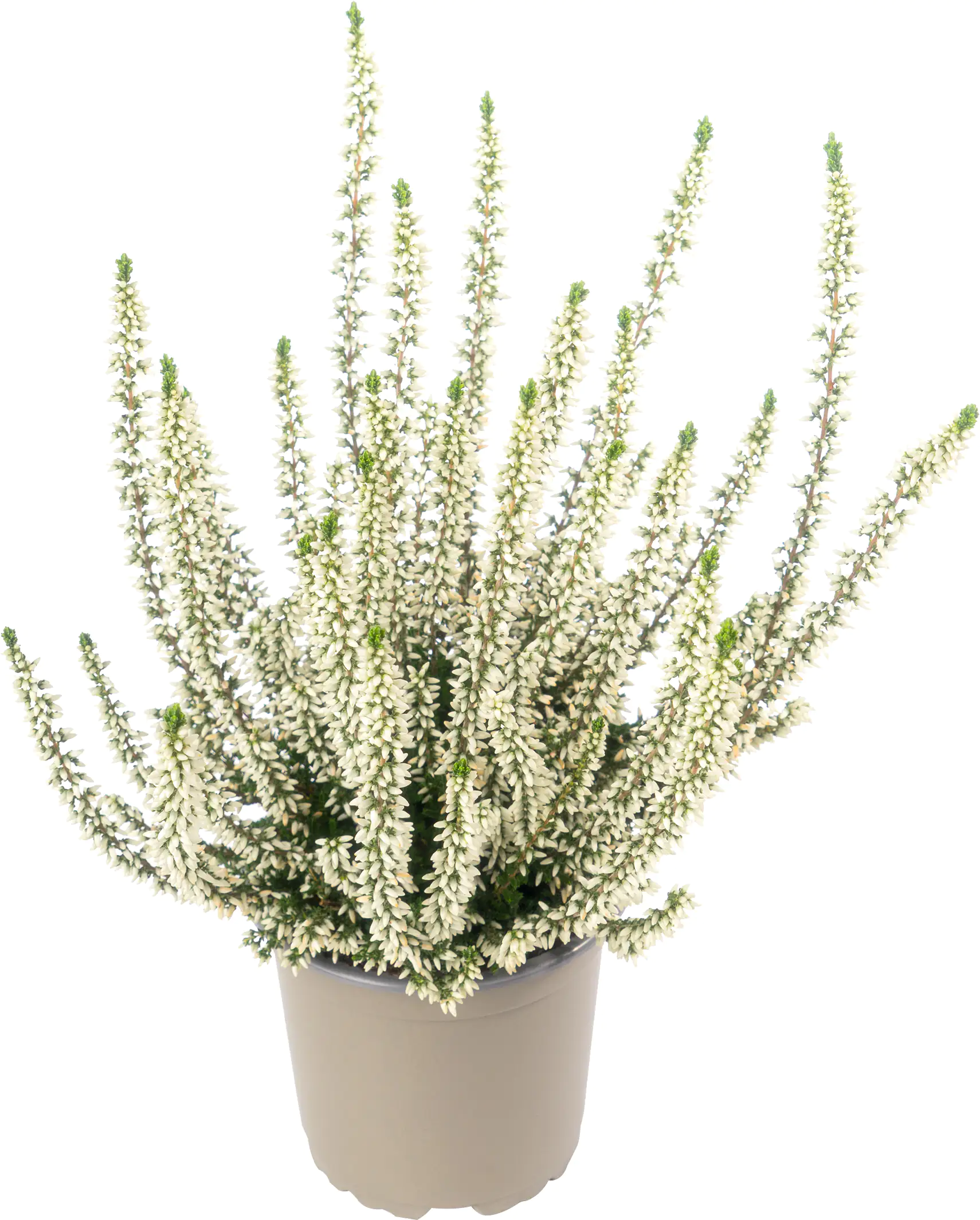 Heidekraut Calluna Garden Girls Uni 11 cm Topf Heidekraut Calluna Garden Girls Uni 11 cm Topf