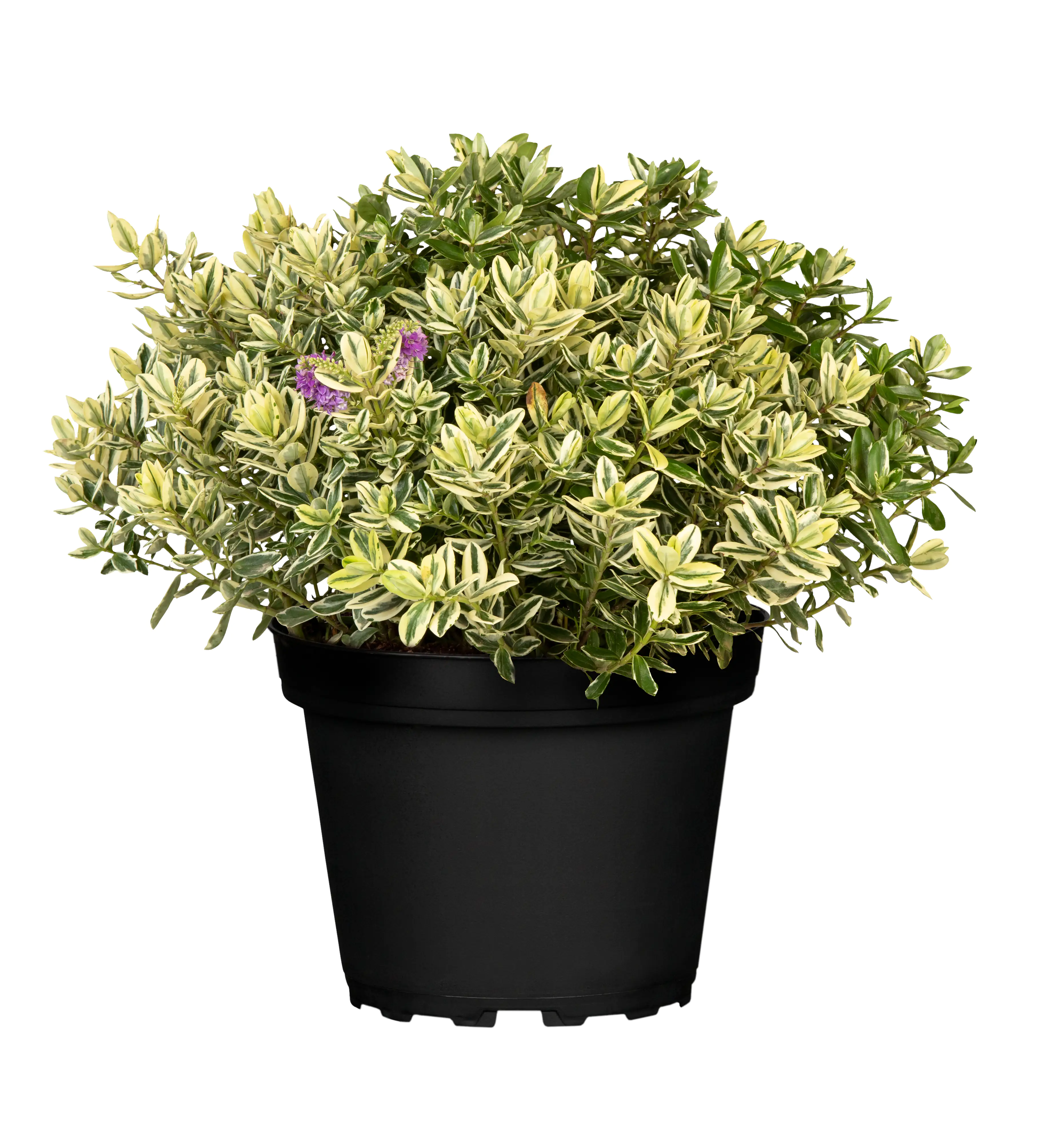 Veronika Hebe bunt 12 cm Topf