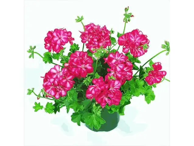 Geranie hängend Pelargonium H 30 cm 1 l Container