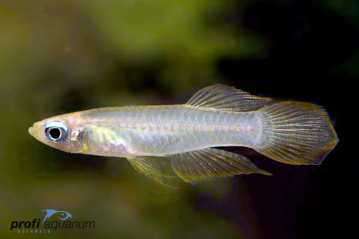Aquariumfisch Blauer Leuchtaugenfisch Aplocheilichthys normanni
