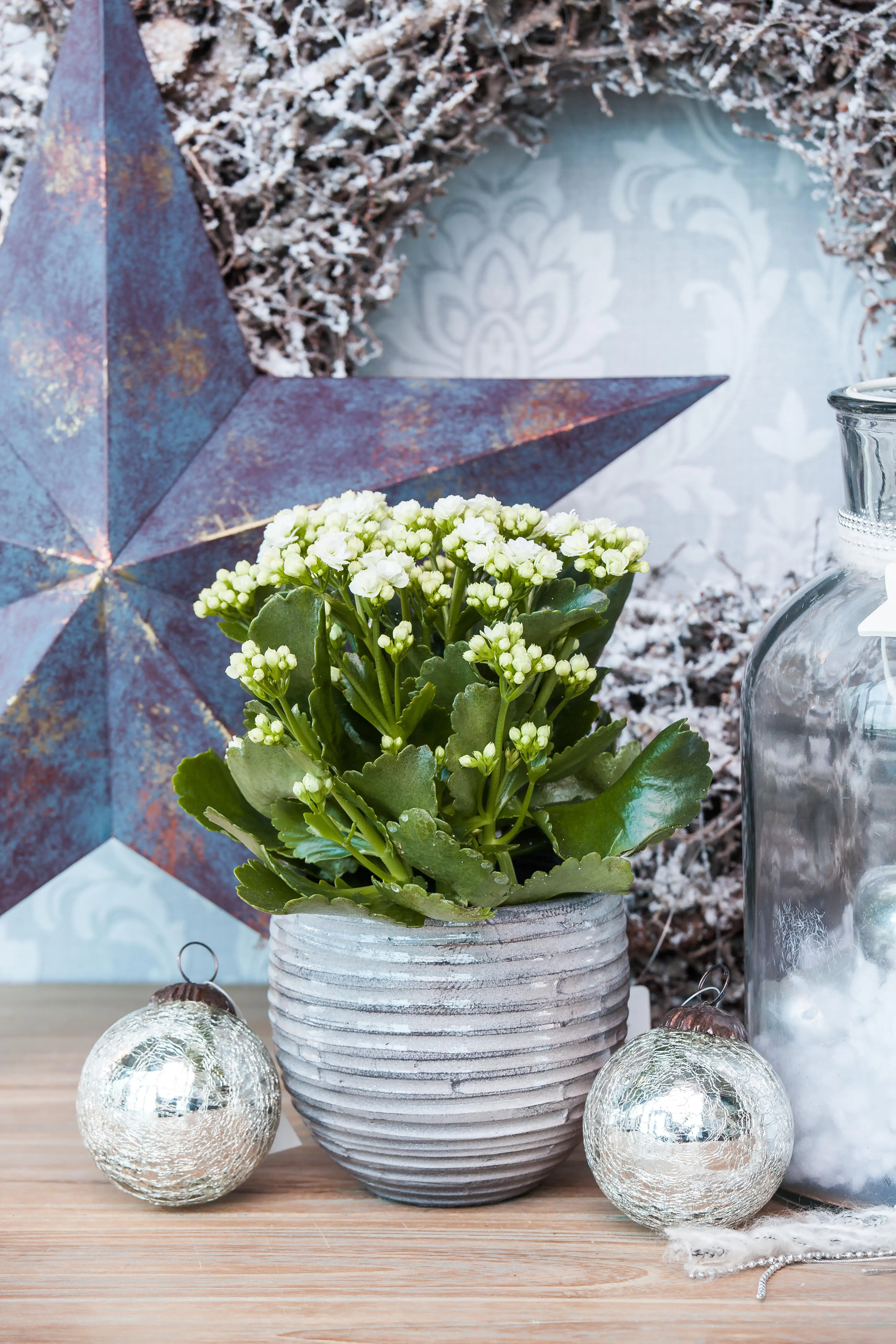 Flammendes Käthchen Kalanchoe Don Cedro weiß H ca. 27 cm 15 cm Topf