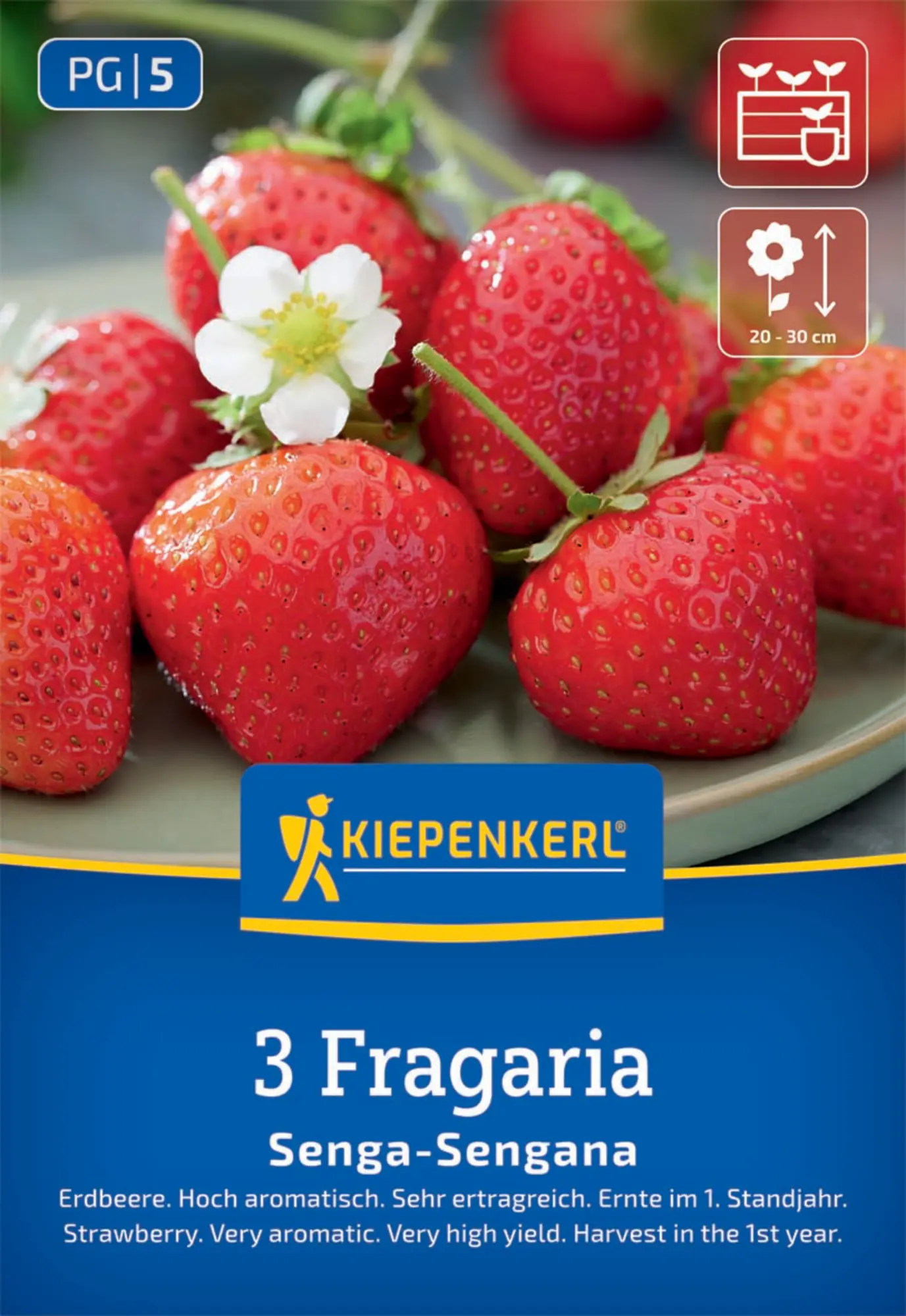 Kiepenkerl Pflanzgut Erdbeeren Senga-Sengana Fragaria x ananassa 3 Stück