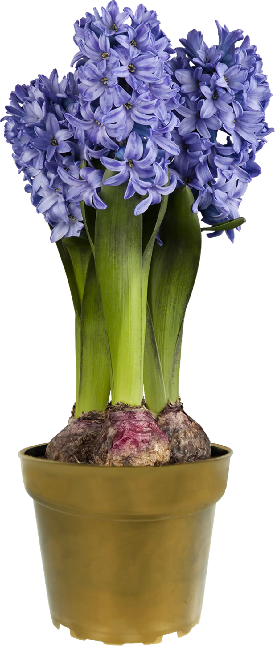 Premium Zwiebelpflanzen Hyazinthe 10 cm Topf, ca. 13 cm hoch