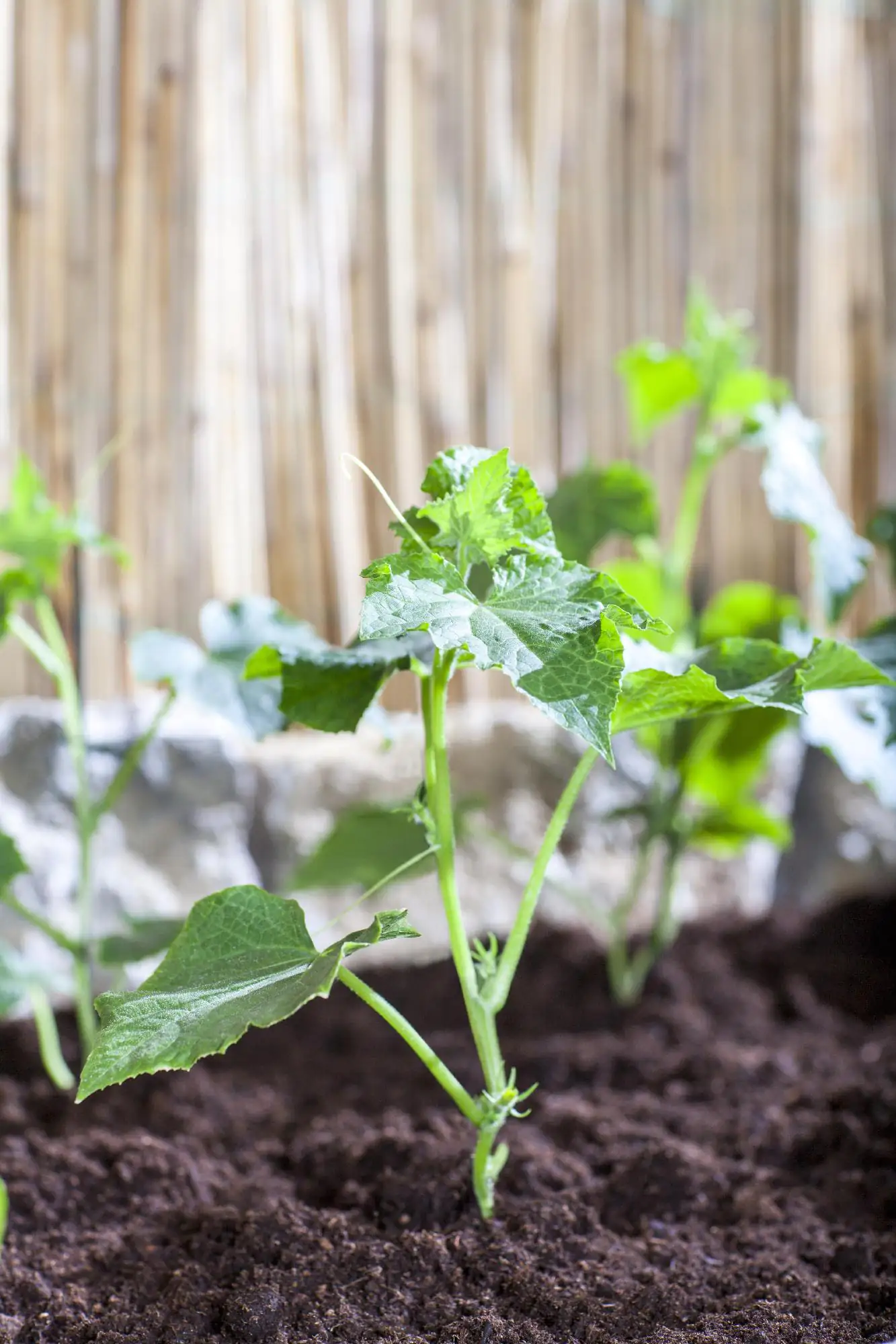 Schlangengurke 10,5 cm Topf