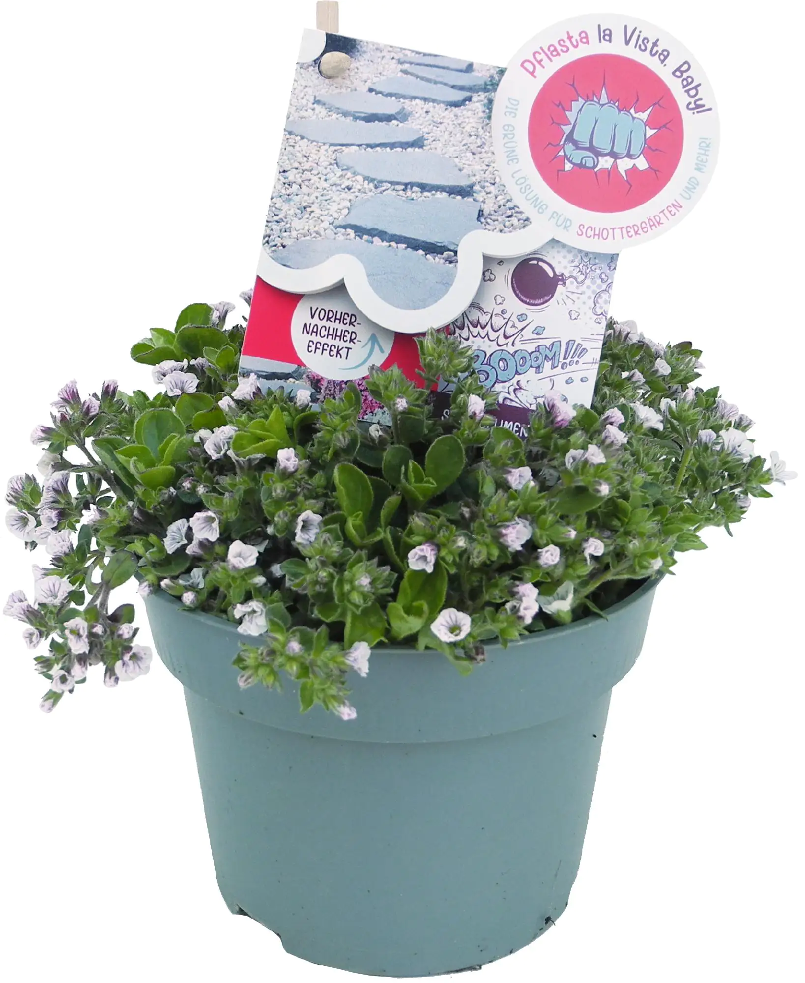 Bodendecker Pflasta la Vista 13 cm Topf