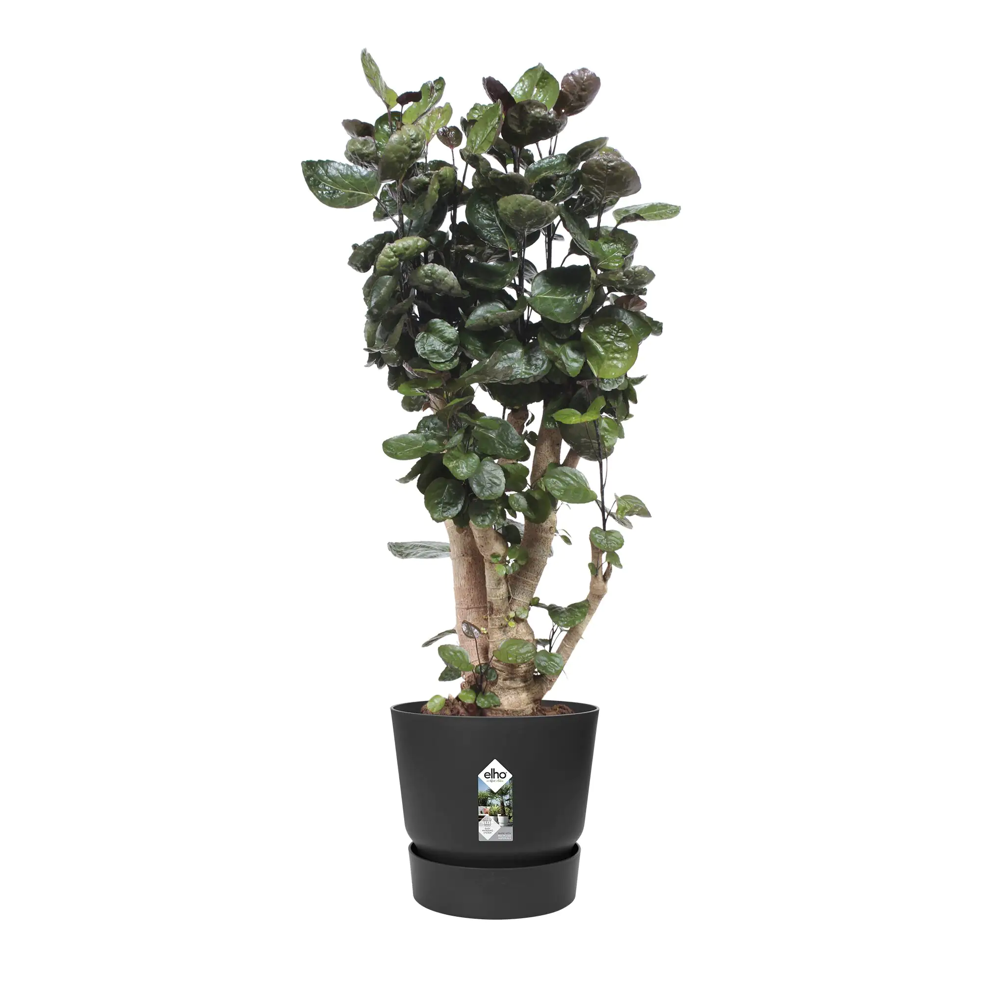 Elho Pflanztopf Greenville Ø 40 x 37 cm living schwarz Elho Pflanztopf Greenville Ø 40 x 37 cm living schwarz