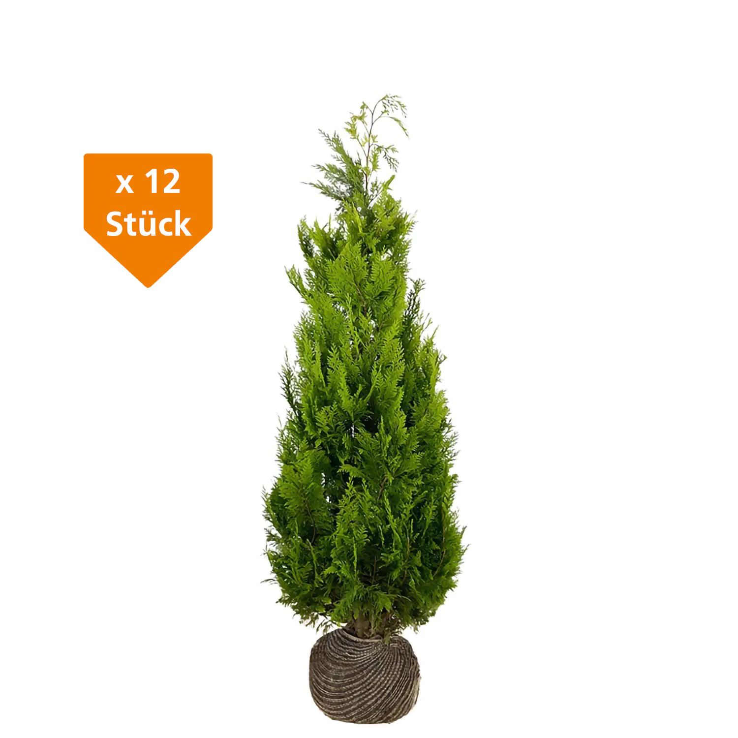 Gelbe Säulenzypresse Cham. law. Ivonne H 180 - 200 cm, 12 Stück