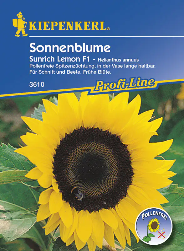 Kiepenkerl Sonnenblume Sunrich Lemon Helianthus annuus, Inhalt: ca. 25 Pflanzen