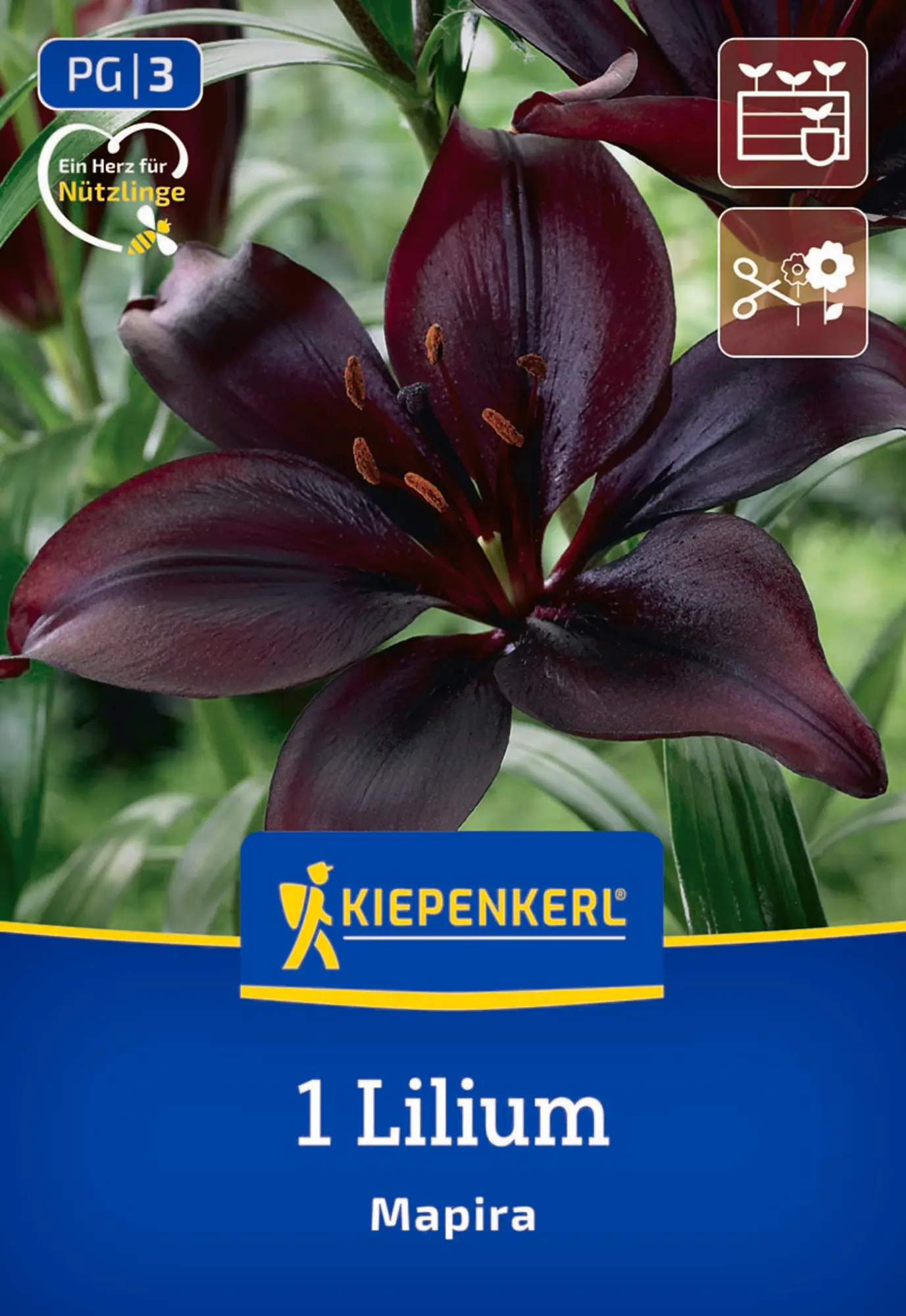 Kiepenkerl Frühjahrsblumenzwiebel Asiatische Lilie Mapira 1 Stück