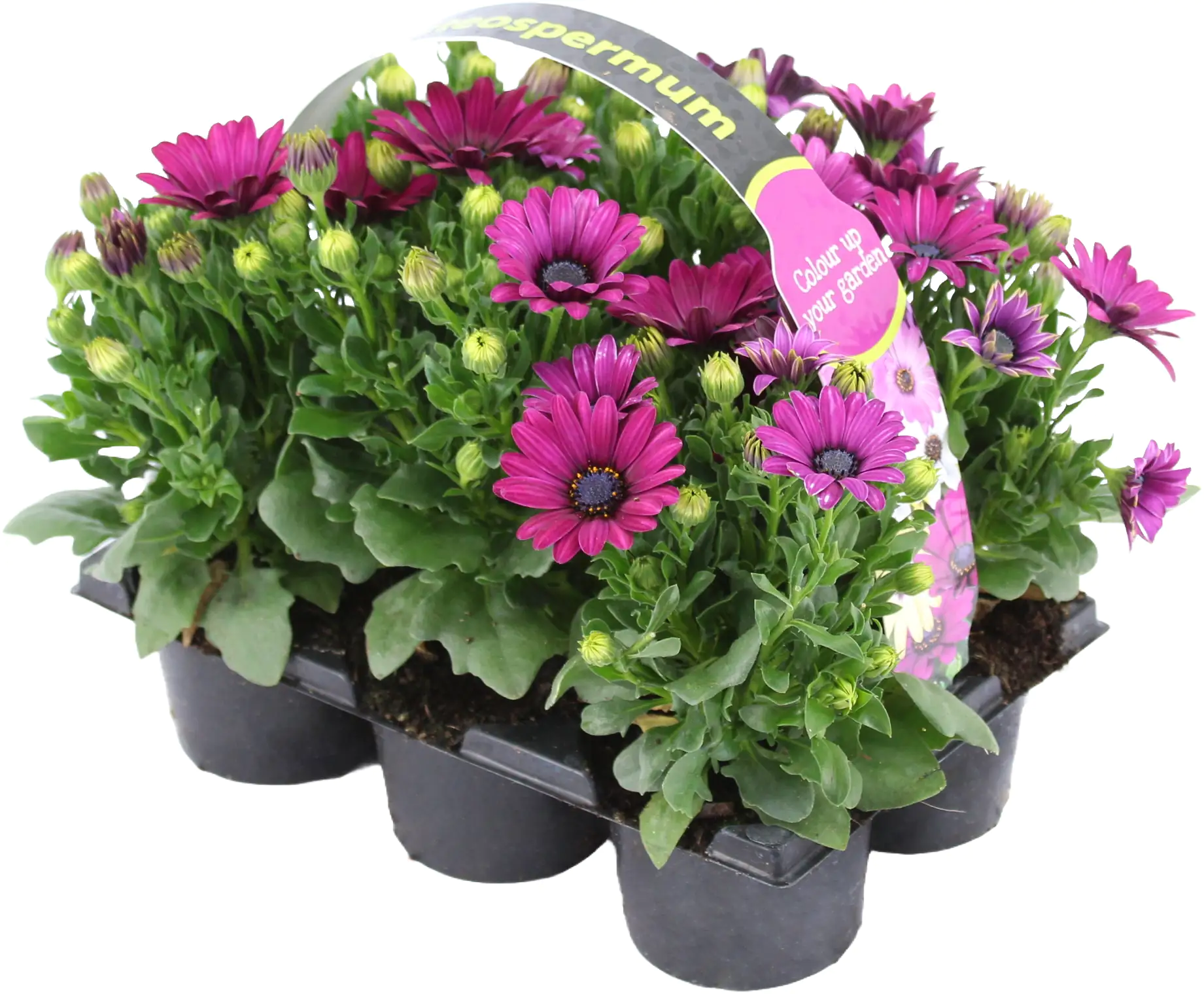 Kapkörbchen Osteospermum 6er Pack
