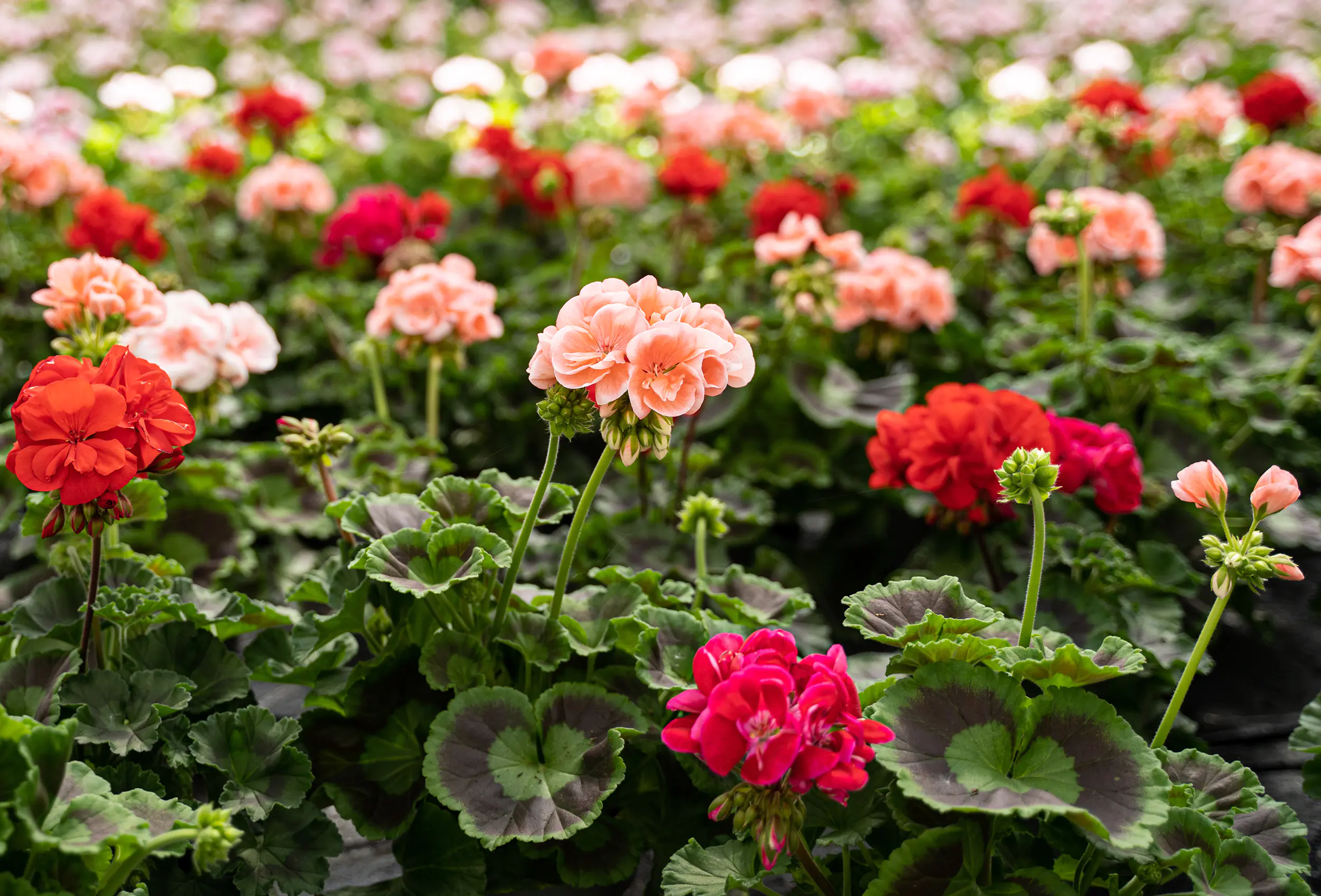 Geranie stehend Geranium zonale H ca 25 cm 1 L Container Geranie stehend Geranium zonale H ca 25 cm 1 L Container