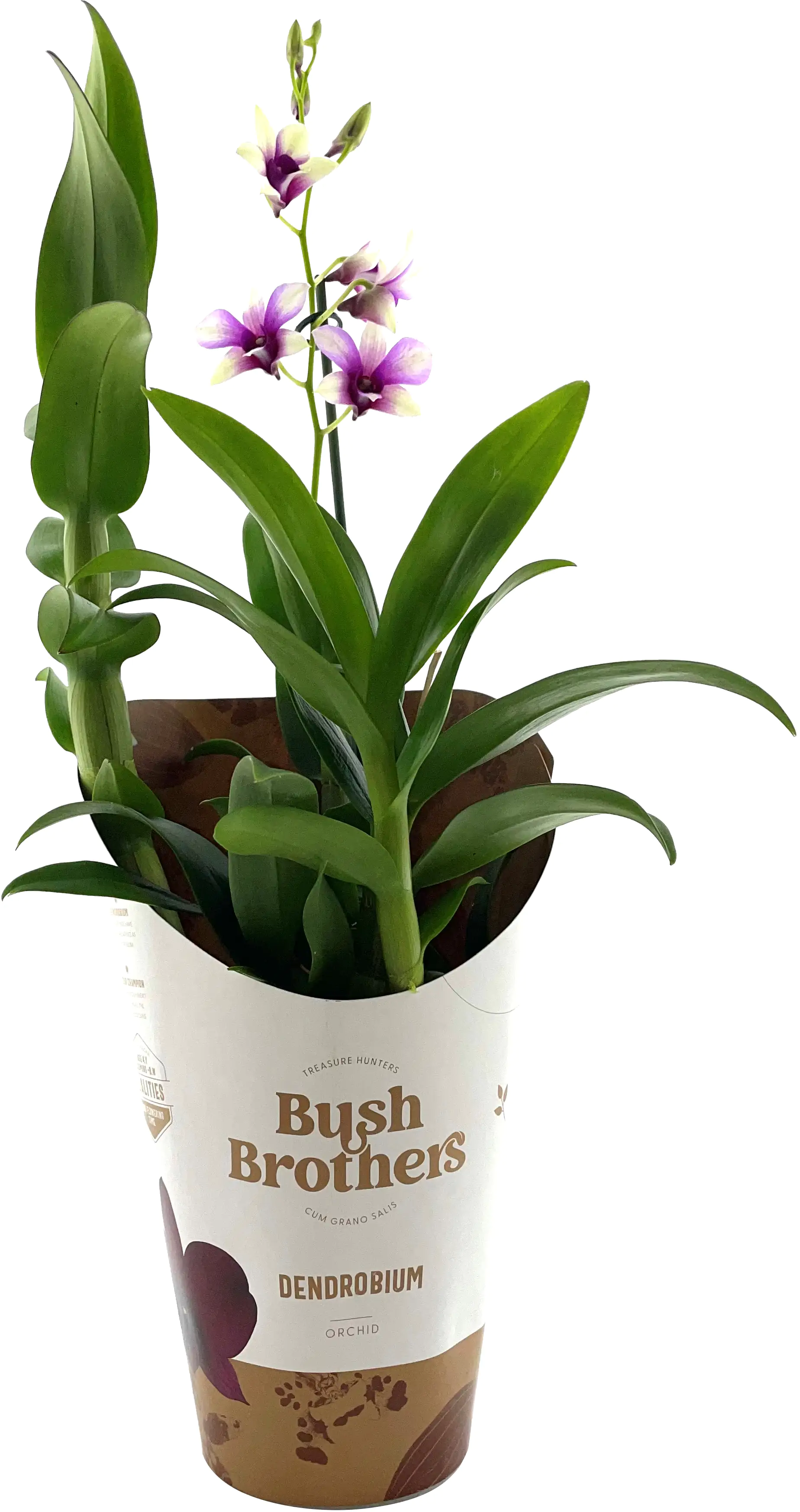 Orchideen exotische Sondersorten Mix 12 cm Topf Orchideen exotische Sondersorten Mix 12 cm Topf