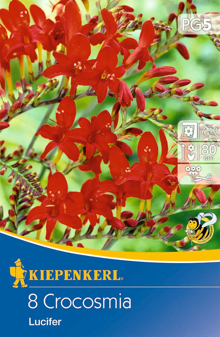 Kiepenkerl Montbretie Lucifer Kiepenkerl Montbretie Lucifer