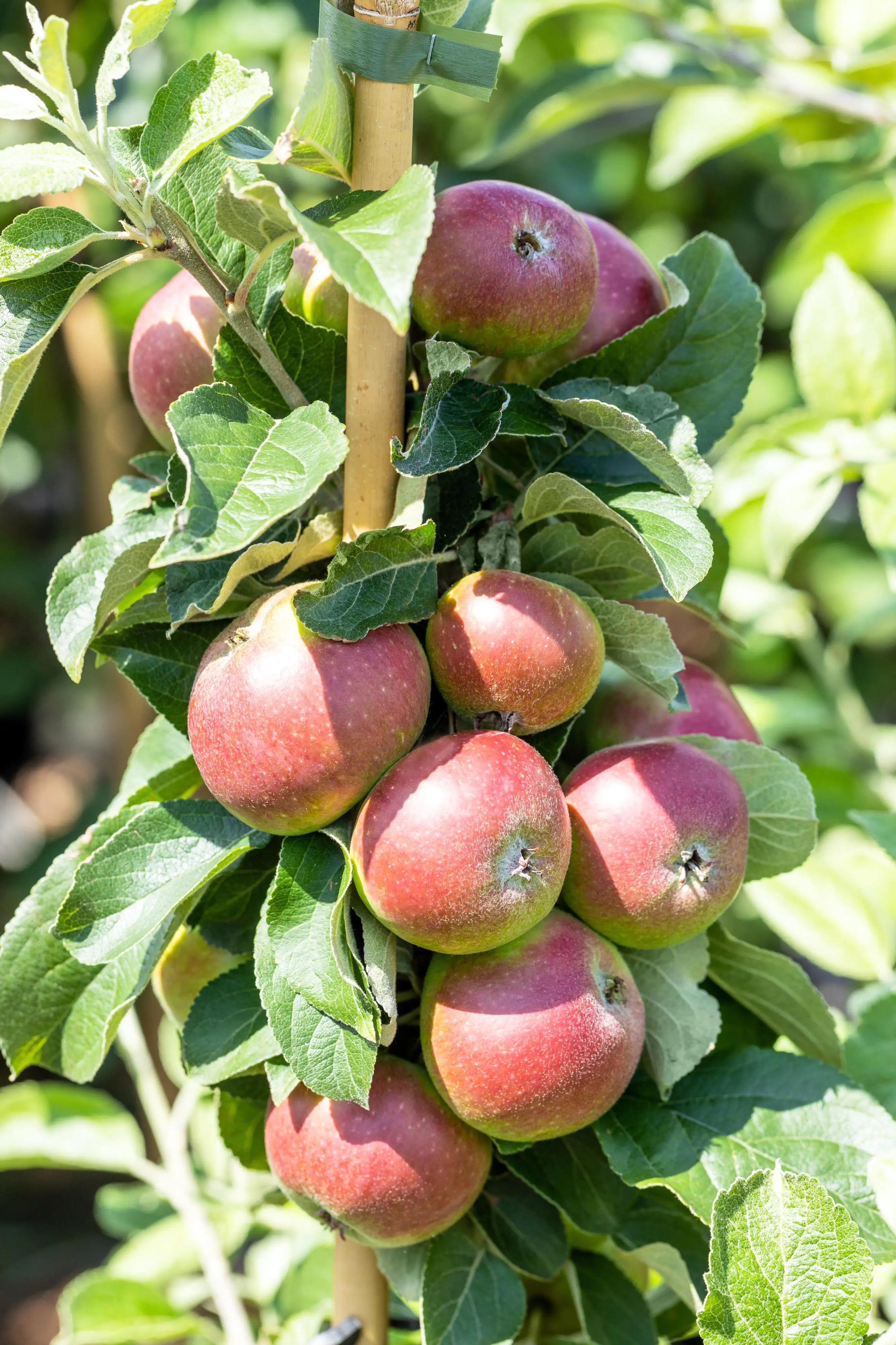 Stadt Ernte Bio Obstbaum Apfel Prinz Albrecht H 150 cm 29 cm Topf