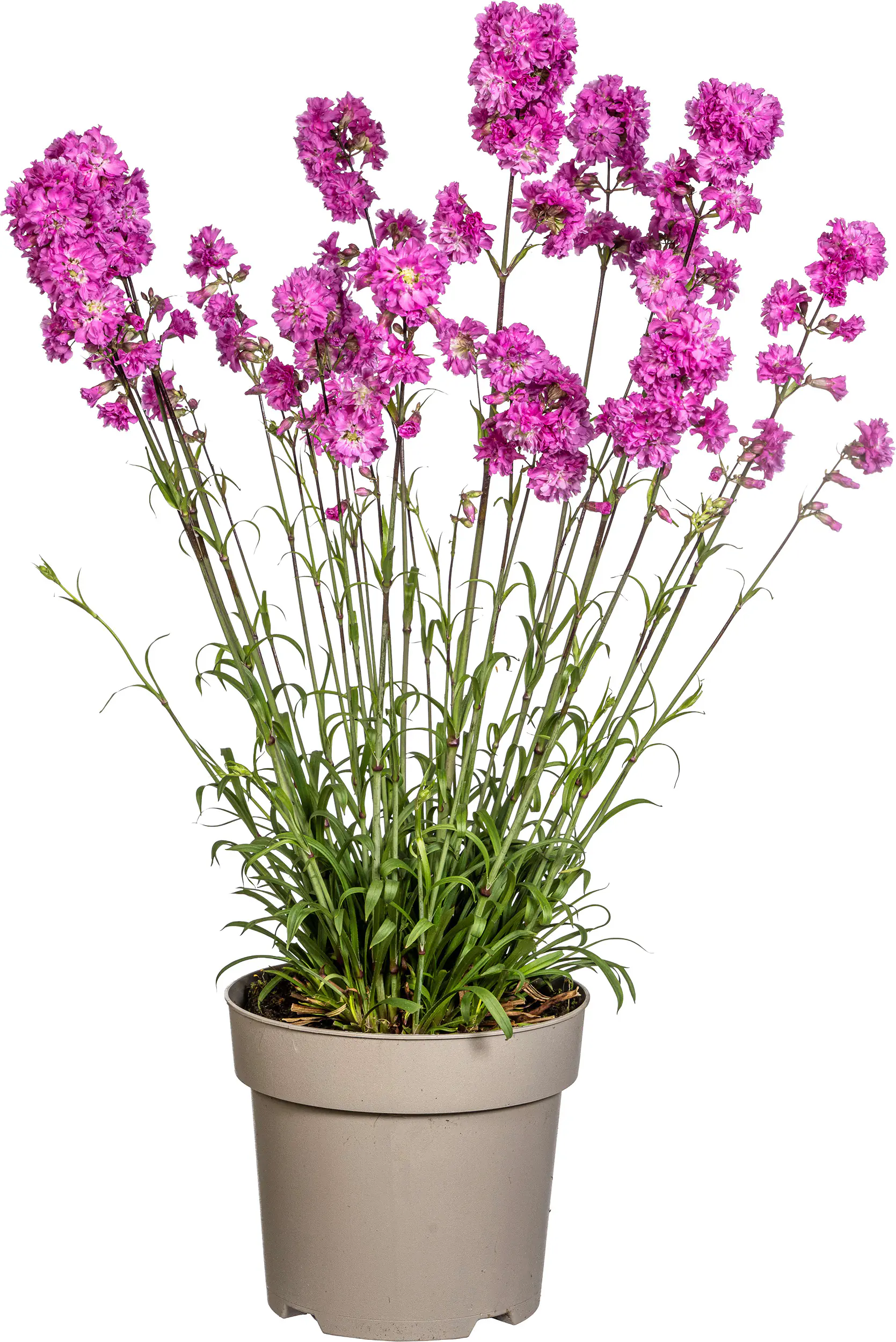 Pechnelke Lychnis viscaria 19 cm Topf